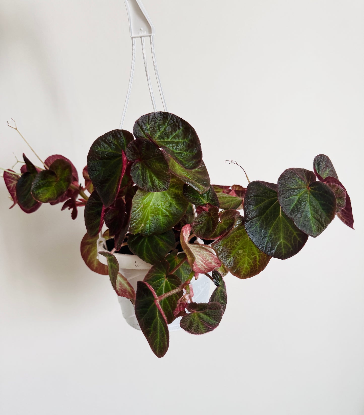 Begonia Manaus - Rare Flowering Plant - 6" Hanging Basket