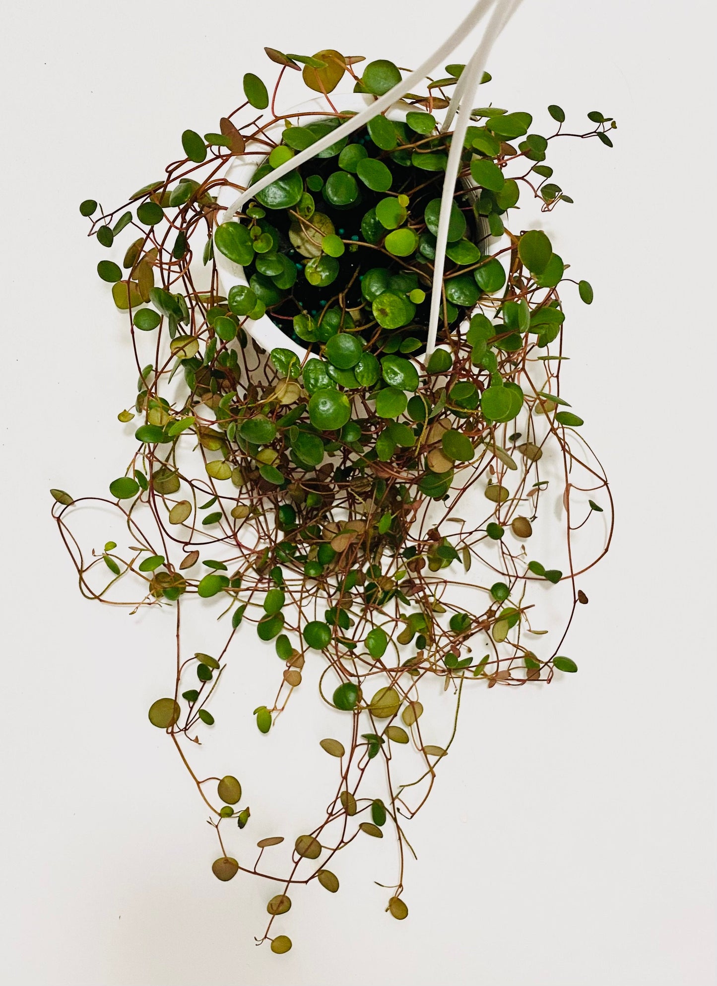 Peperomia Ruby Cascade - Live Plant - 4.5 inch Hanging Pot