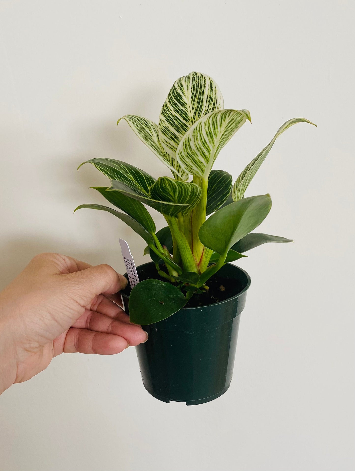 Philodendron Birkin Plant - 4 inch Pot - optional decorative pot