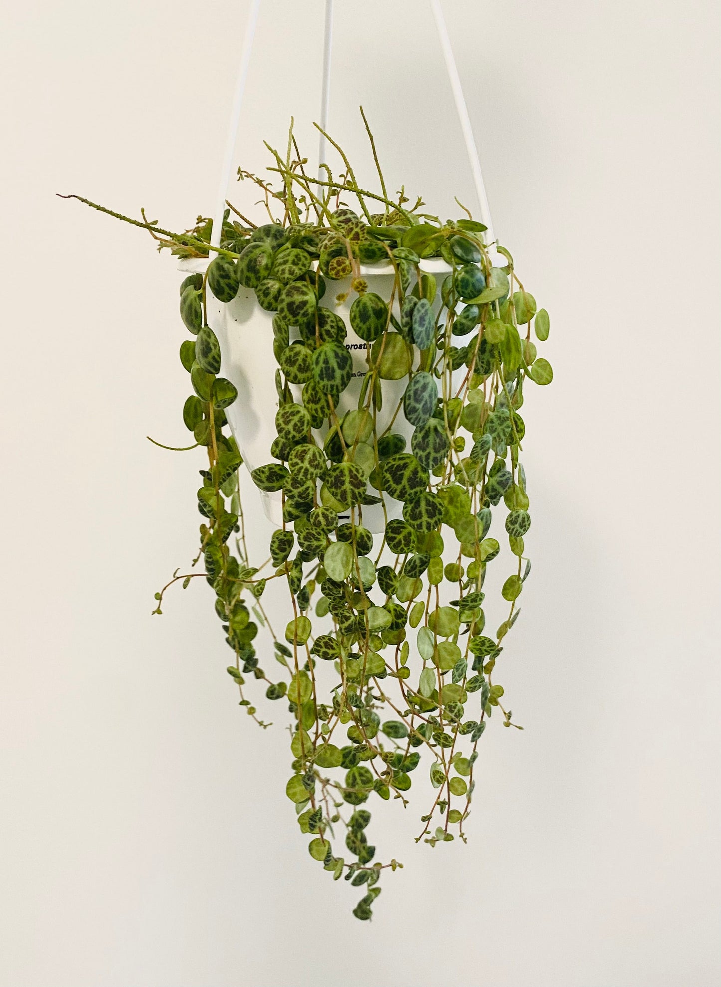 String of Turtles 4.5β Hanging Basket - Peperomia - Live Plant - optional decorative basket