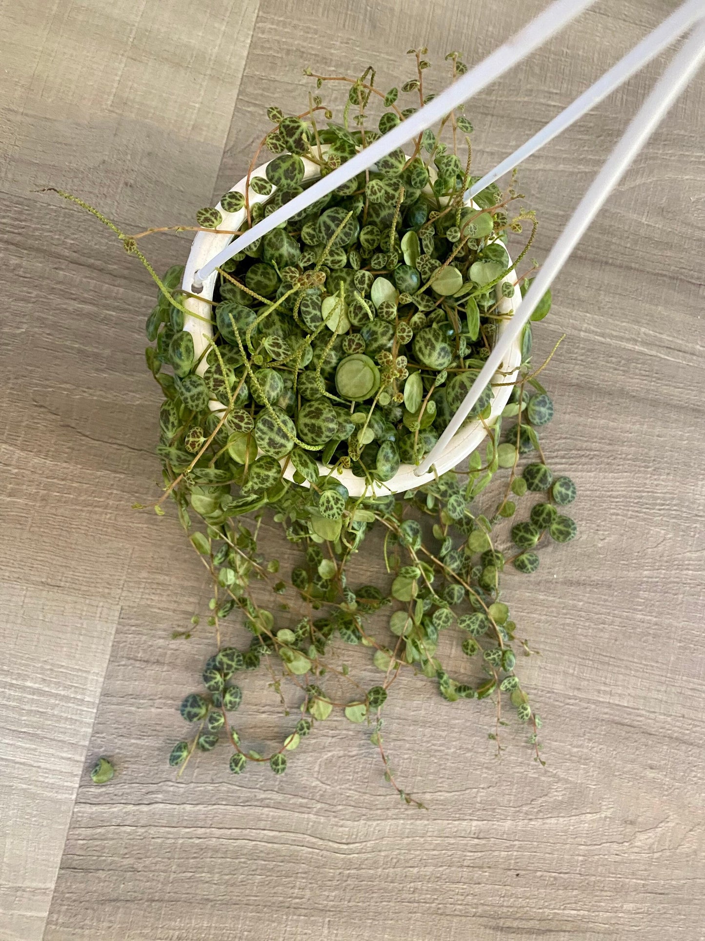 String of Turtles 4.5β Hanging Basket - Peperomia - Live Plant - optional decorative basket