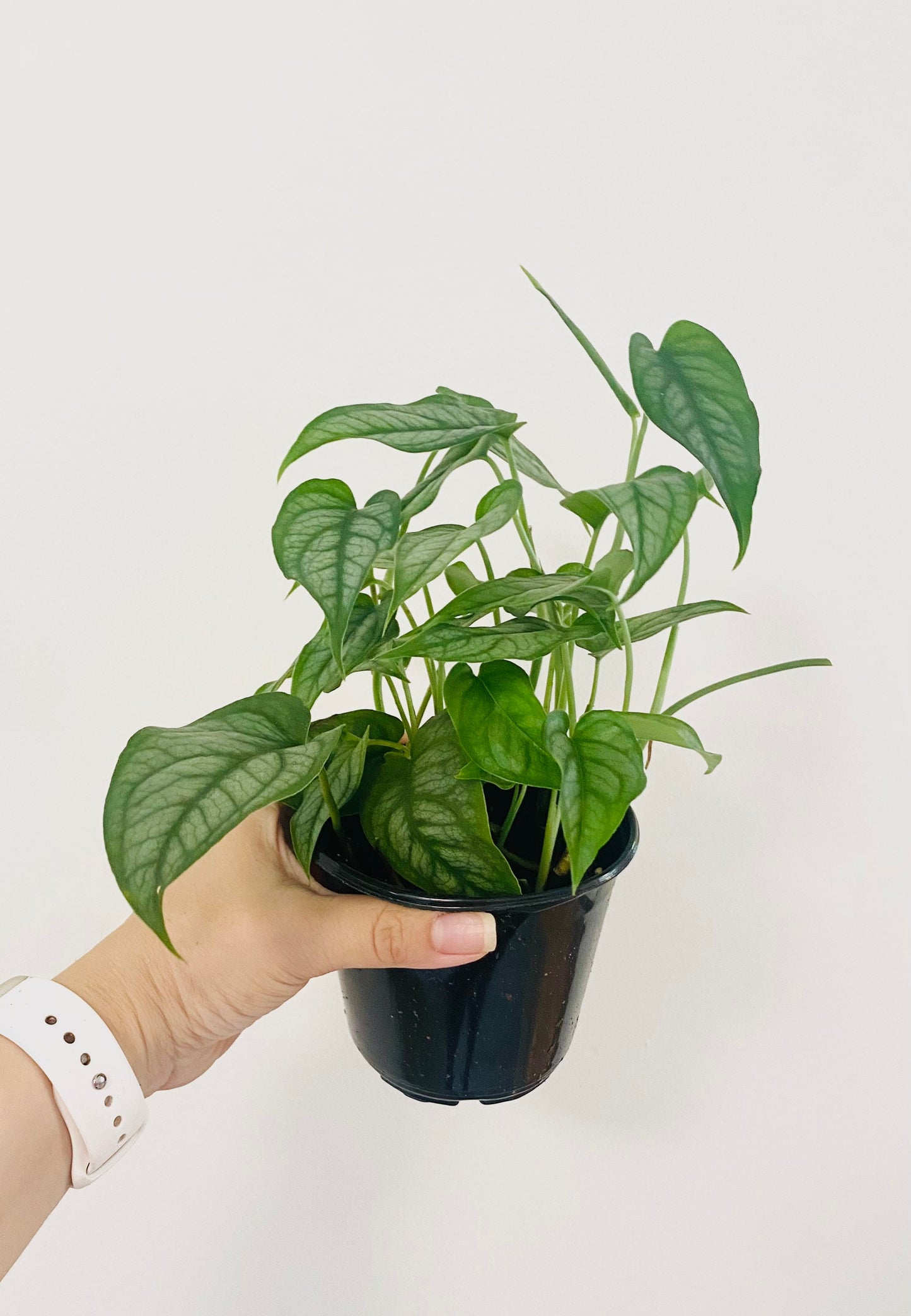 Monstera Siltepecana Plant - 4 inch Nursery Pot - Optional Decorative Pot