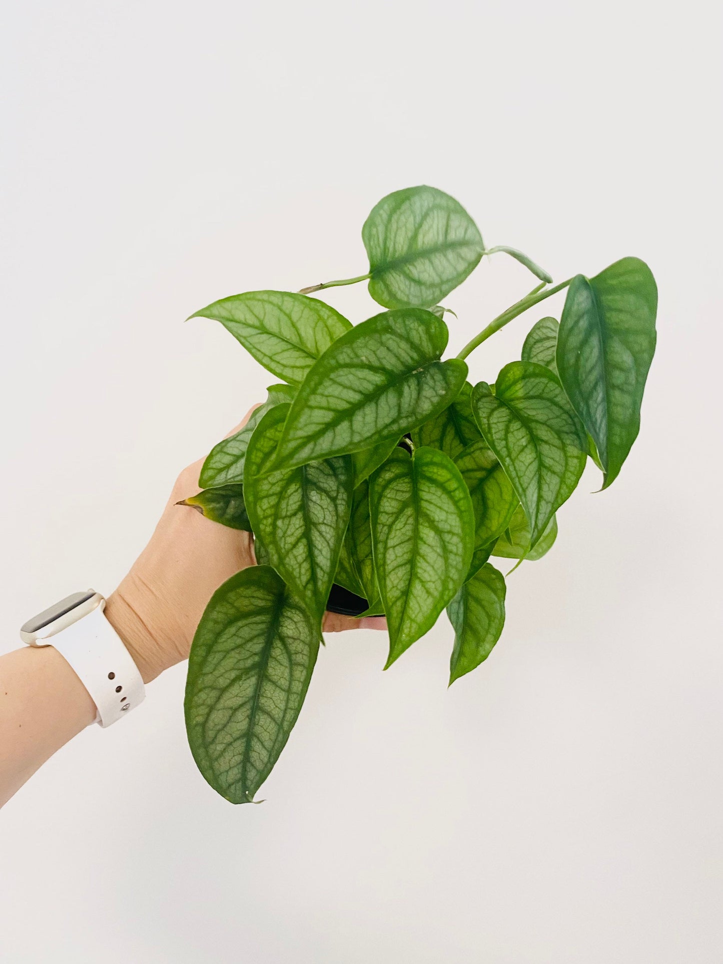 Monstera Siltepecana Plant - 4 inch Nursery Pot - Optional Decorative Pot