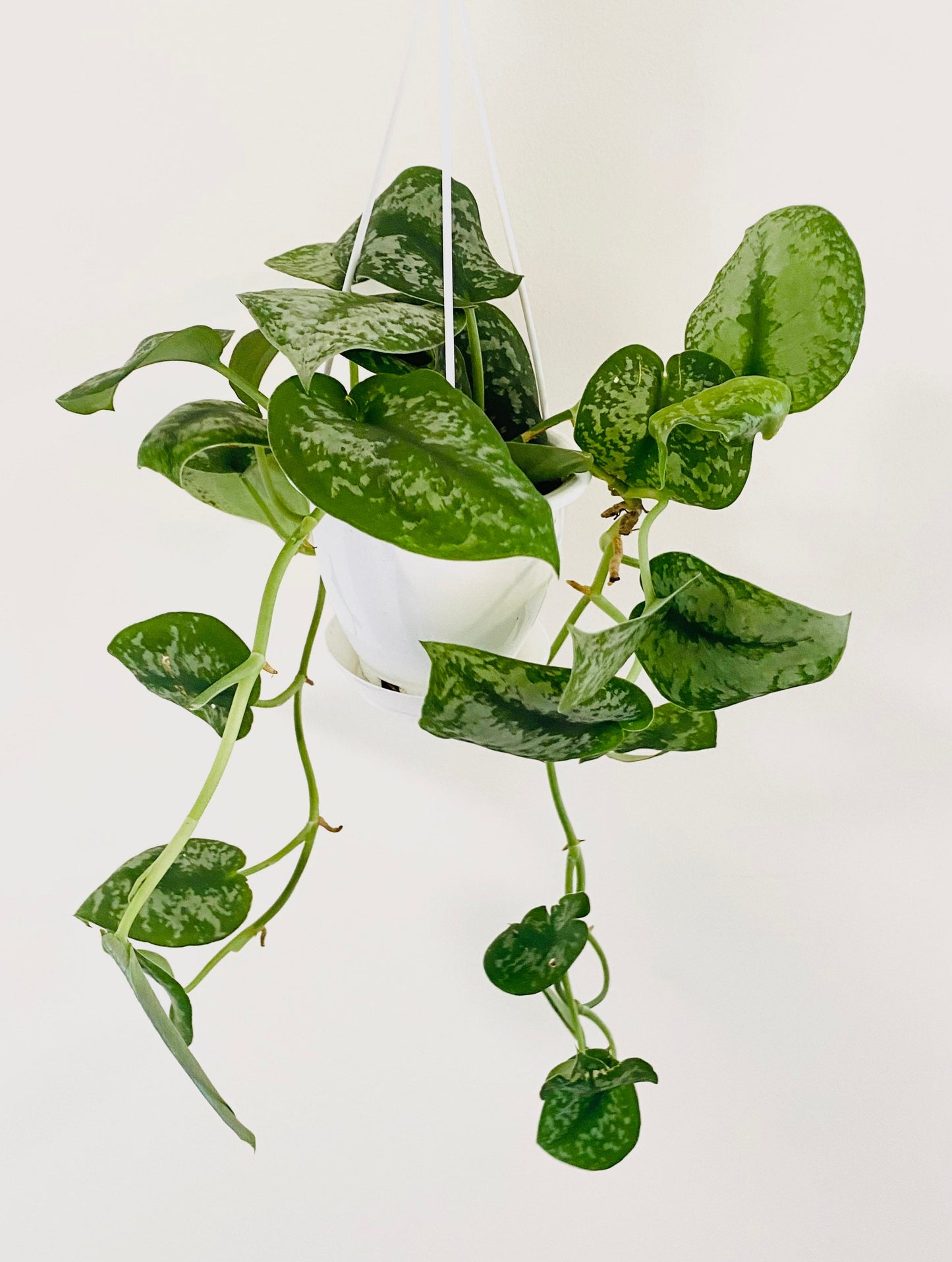 Scindapsus Silver Splash - Live Plant 4.5 inch Hanging Pot - optional basket