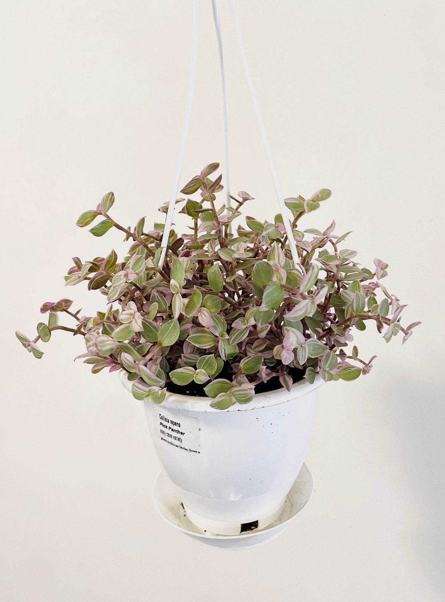 Callisia Repens Pink Passion Plant- 4.5β Hanging Pot