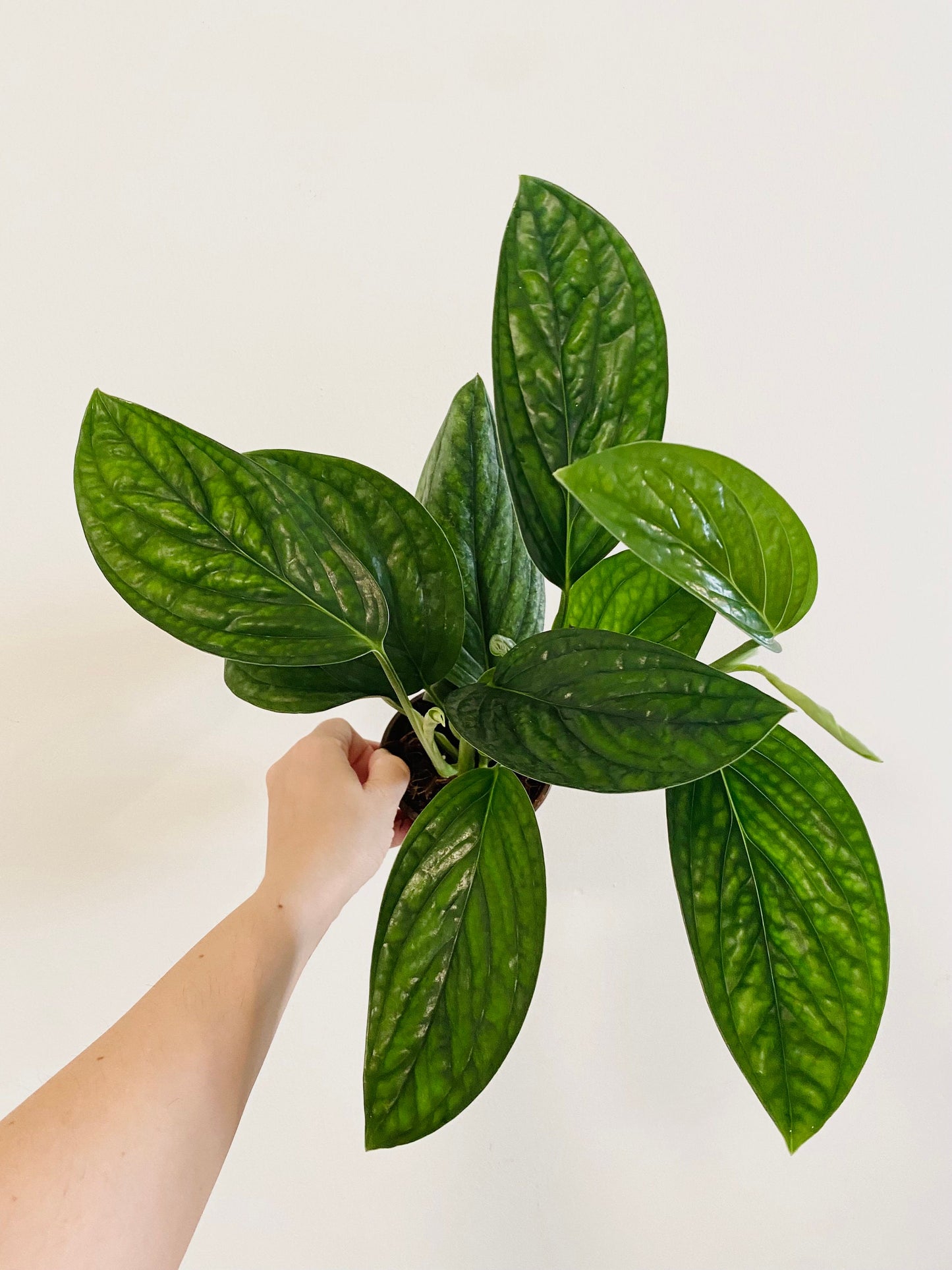 Monstera Peru Plant 4 or 6 inchPot - Live Plant - optional decorative pot