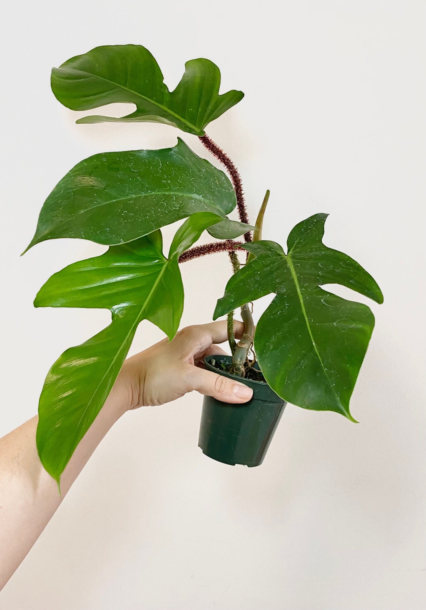 Philodendron Squamiferum Plant - 3.5 Pot - Live Plant - optional decorative pot