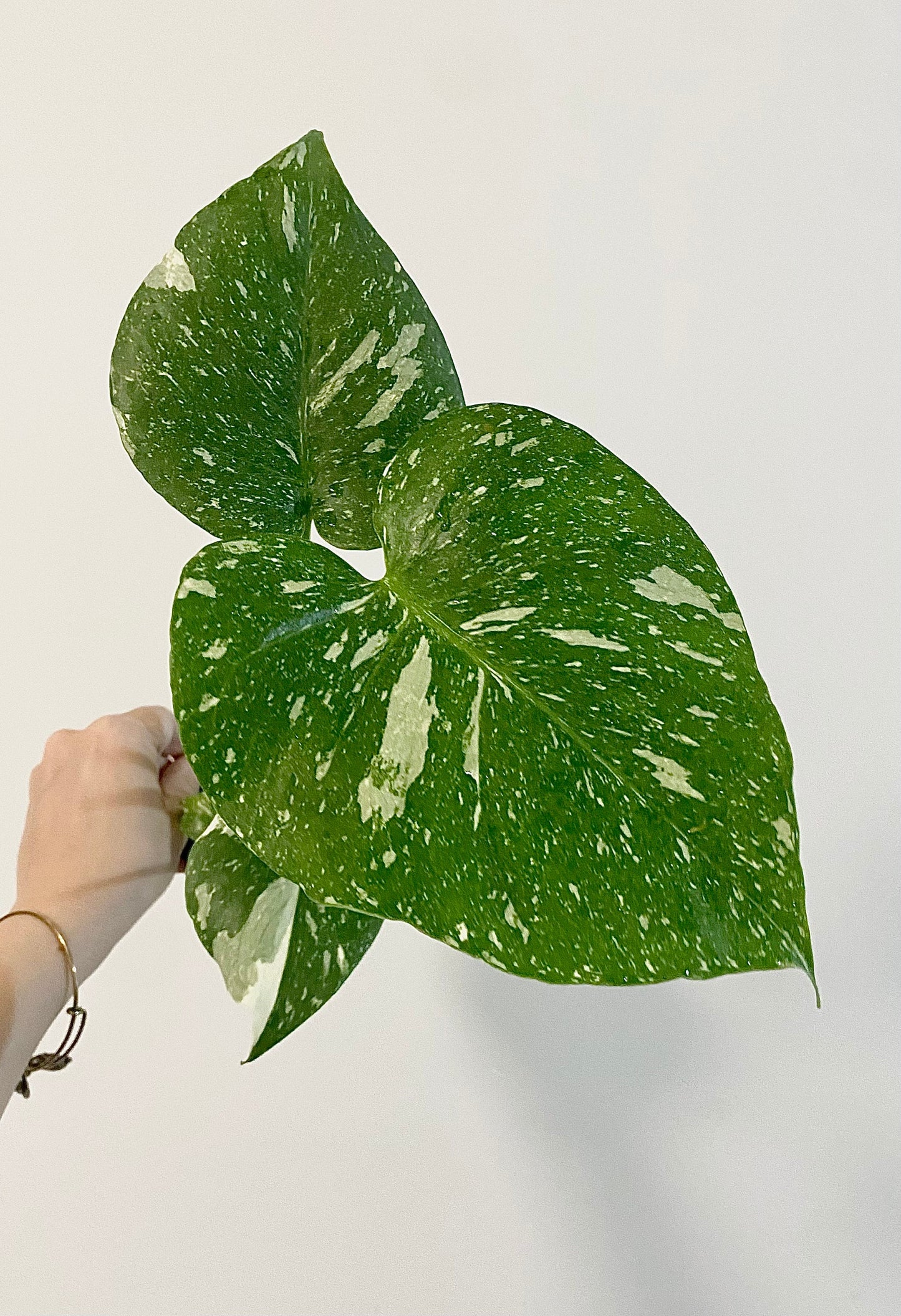 Monstera Thai Constellation - 4 inch pot - Live Rare Plant