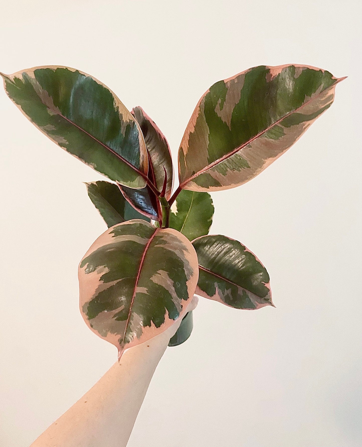 Ficus Elastica Ruby Rubber Tree Plant - 4" Pot