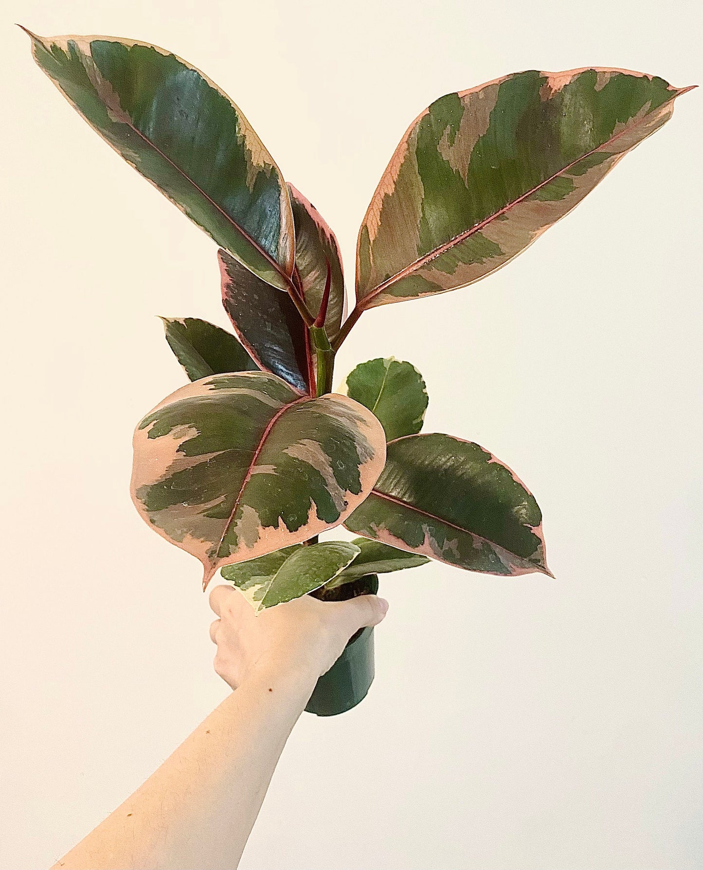 Ficus Elastica Ruby Rubber Tree Plant - 4" Pot