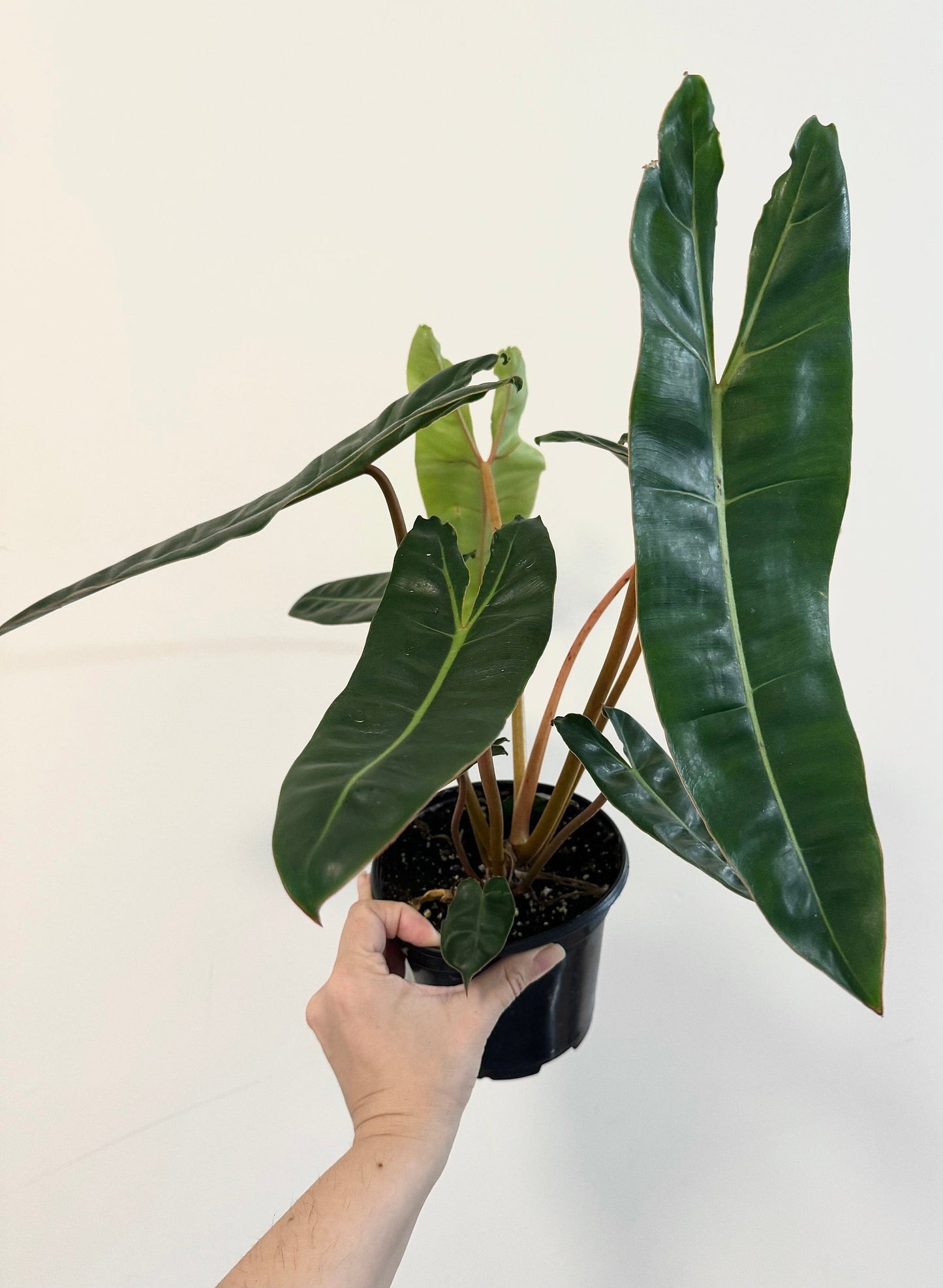 Philodendron Billietiae Plant - 6β Nursery Pot - Live Plant