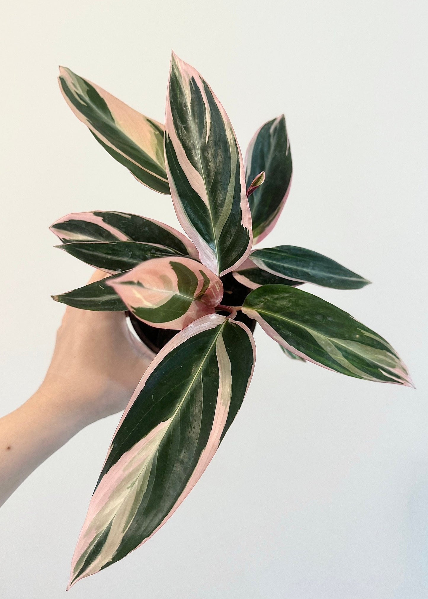 Stromanthe Triostar, Tricolor, Prayer Plant - Calathea Plant 4" pot