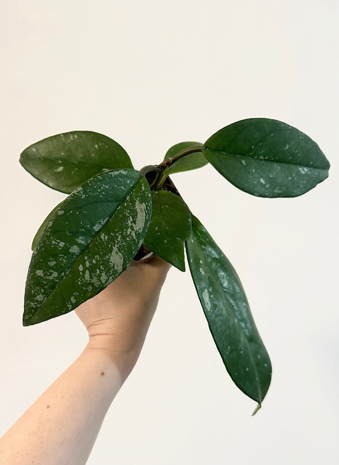 Hoya Fungii/Publicalx Hybrid Plant - 3.5 inch Pot - Live Plant - Optional decorative pot