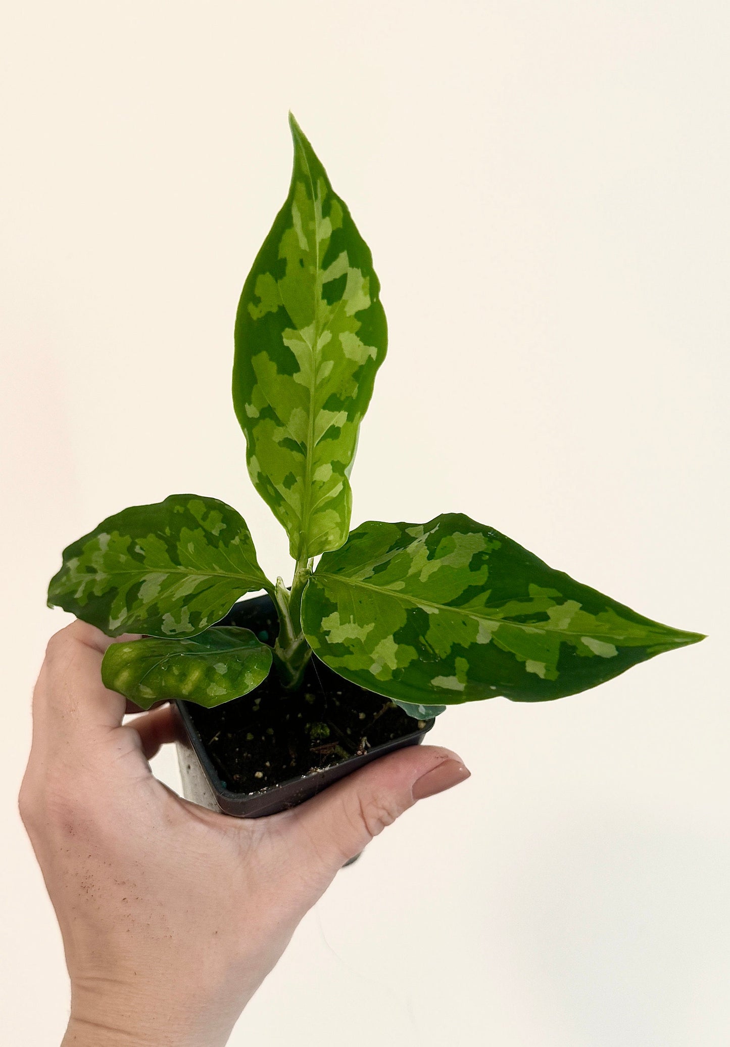 Aglaonema Pictum Tricolor - Live Plant - 2.5 Pot