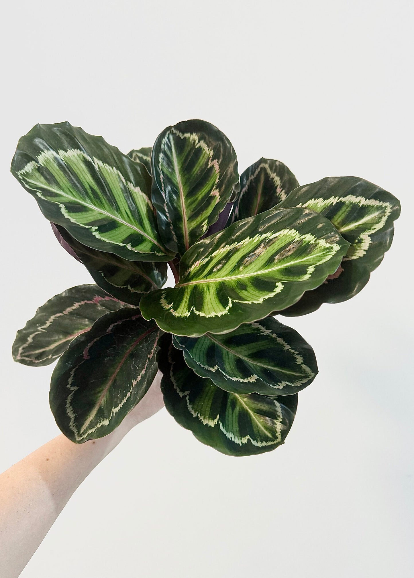 Calathea Medallion 'Calathea veitchiana' 4 inch Pot - Indoor plant