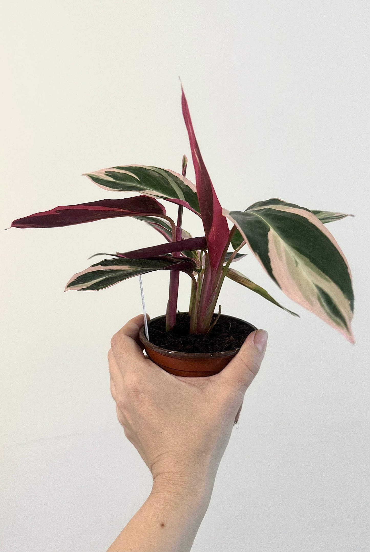 Stromanthe Triostar, Tricolor, Prayer Plant - Calathea Plant 4" pot