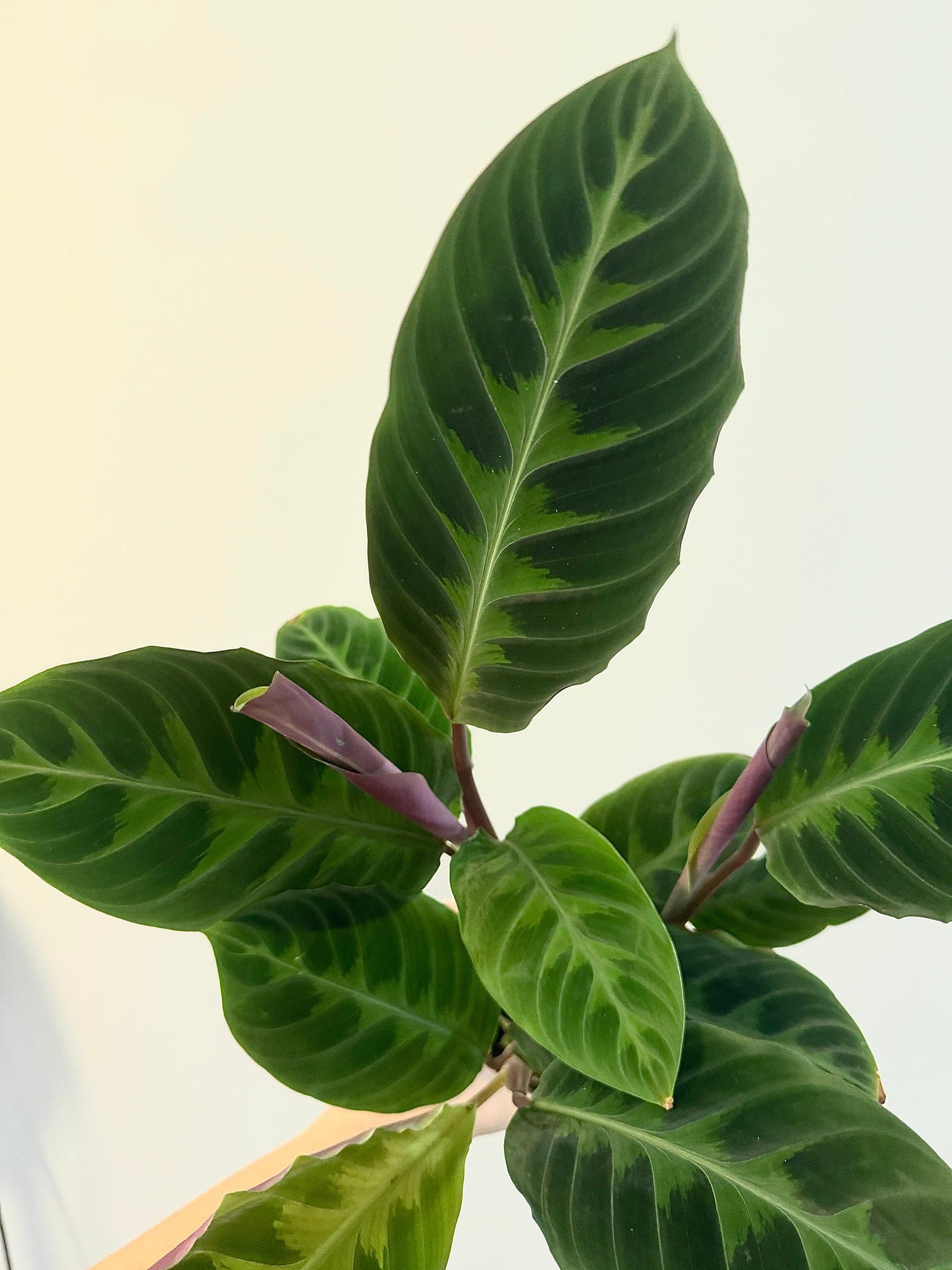 Calathea Warszewiczii "Jungle Velvet" Plant - 4 inch | 6 inch Pot- Indoor plant