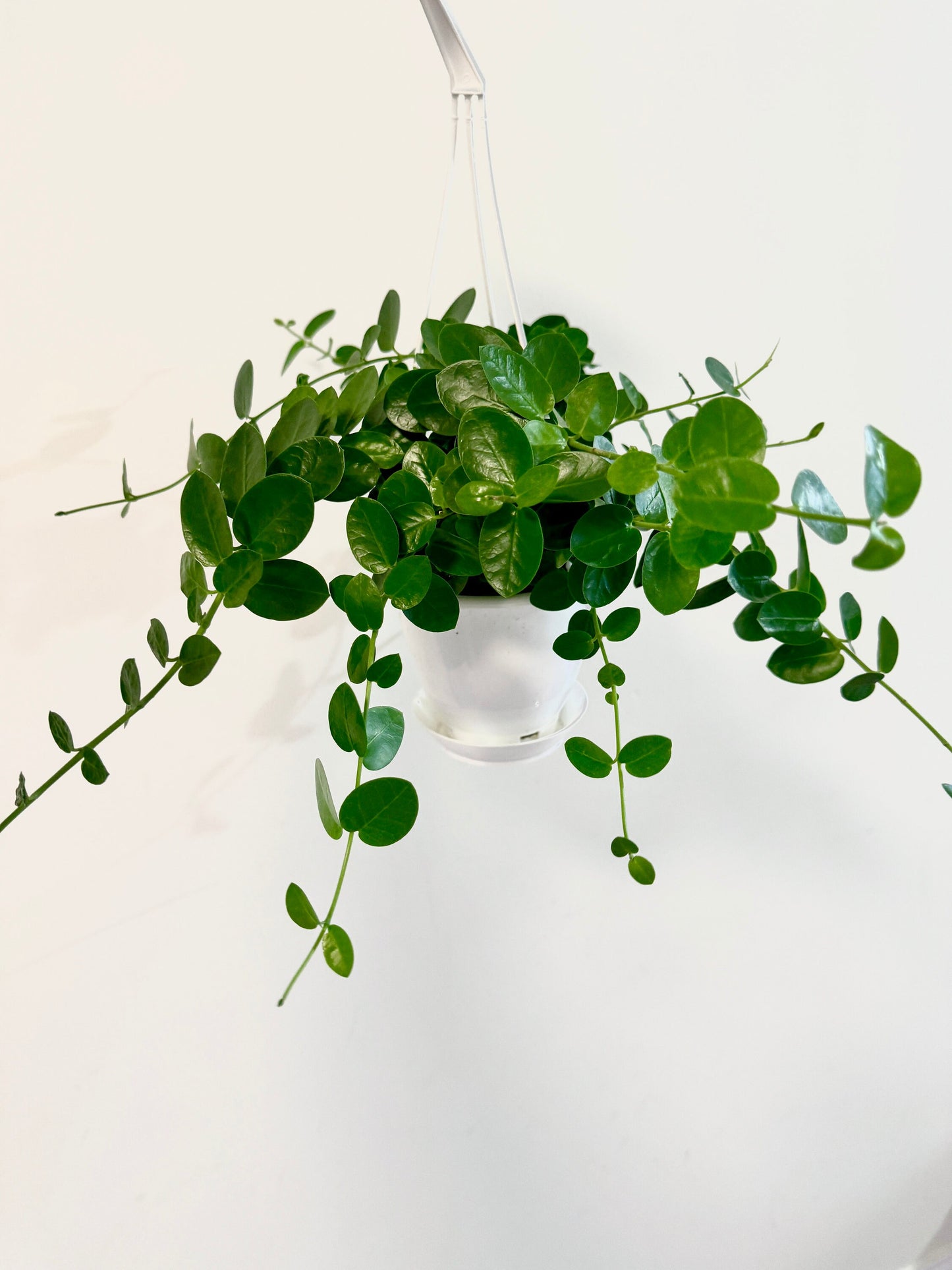 Hoya Cumingiana Plant - 4.5β Hanging Pot - optional decorative basket