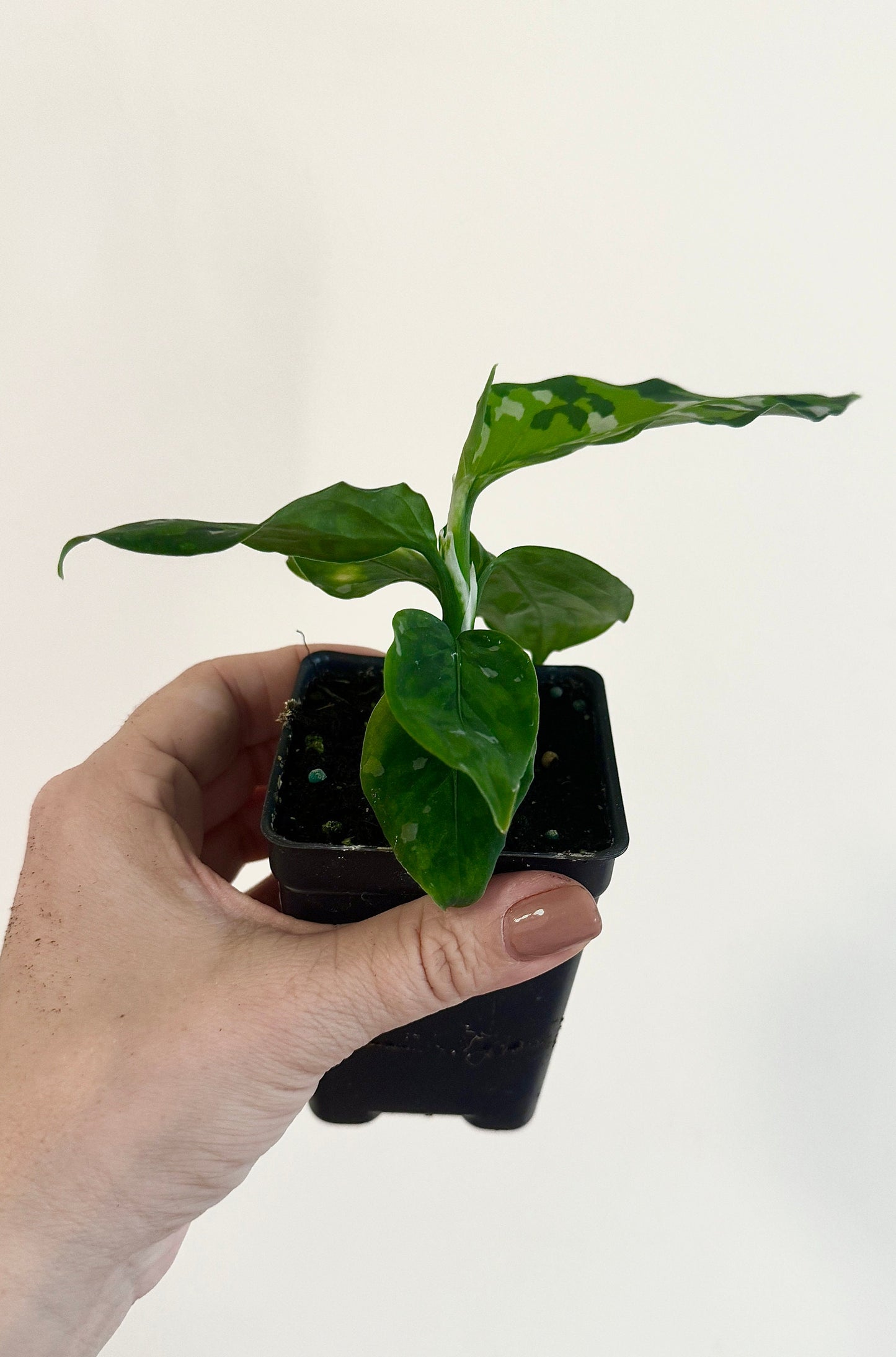 Aglaonema Pictum Tricolor - Live Plant - 2.5 Pot