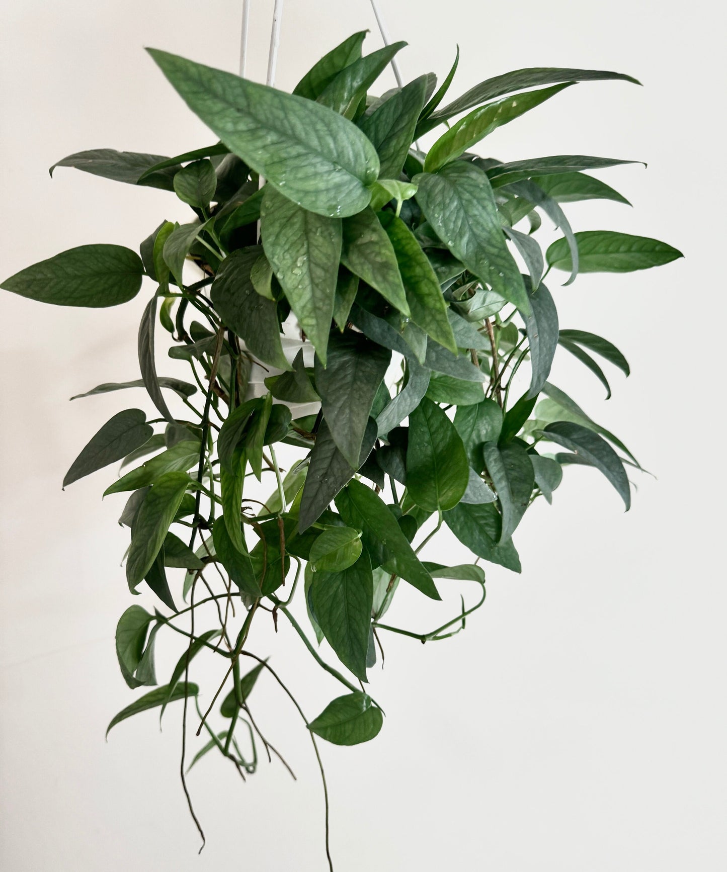 Cebu Blue Pothos Plant Hanging Basket - 6" - Live Plant
