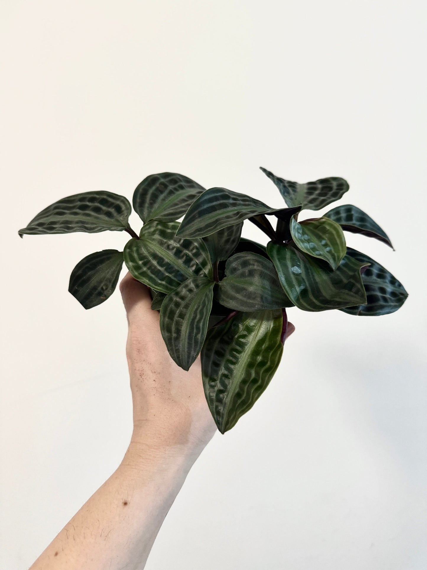 Geogenanthus Poeppigii 4" pot - Live Plant - optional decorative pot