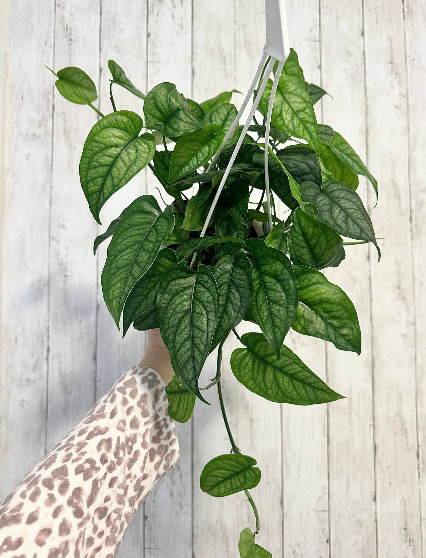 Monstera Siltepecana - Live Plant 4.5 inch Hanging Pot