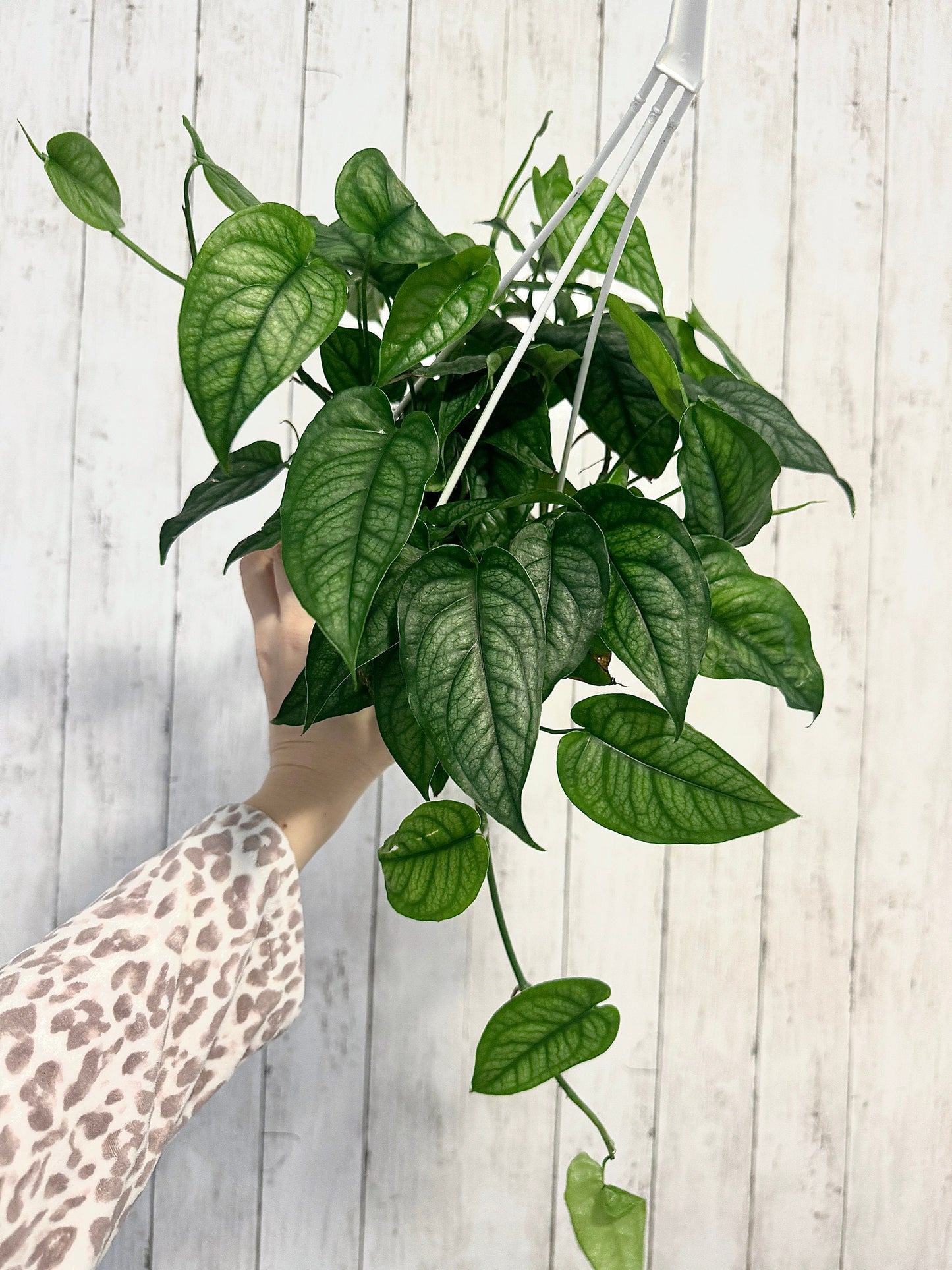 Monstera Siltepecana - Live Plant 4.5 inch Hanging Pot