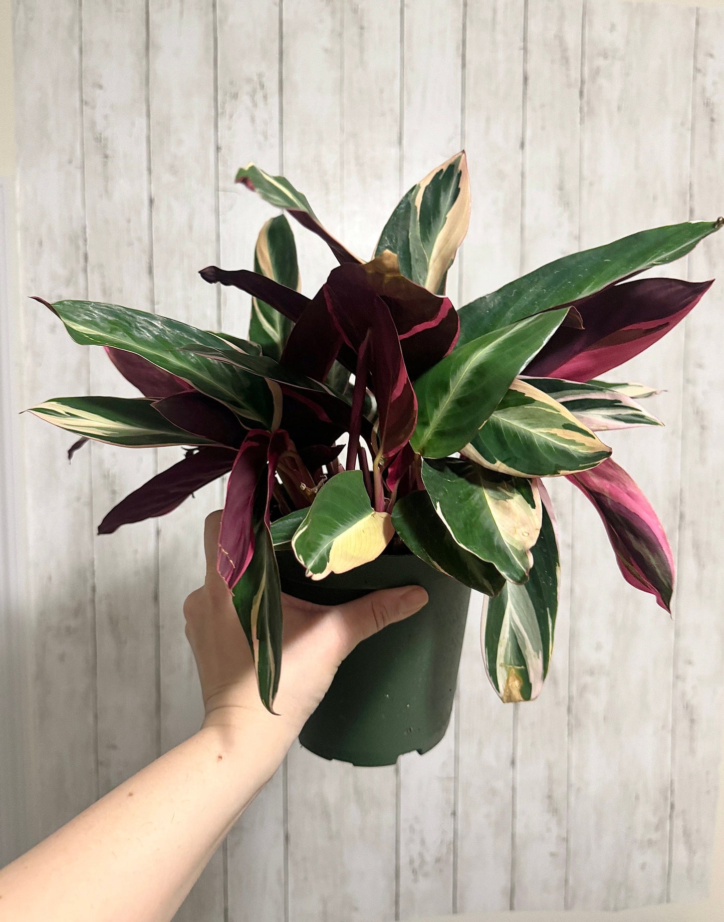 Stromanthe Triostar, Tricolor, Prayer Plant - Calathea Plant 6.5" pot