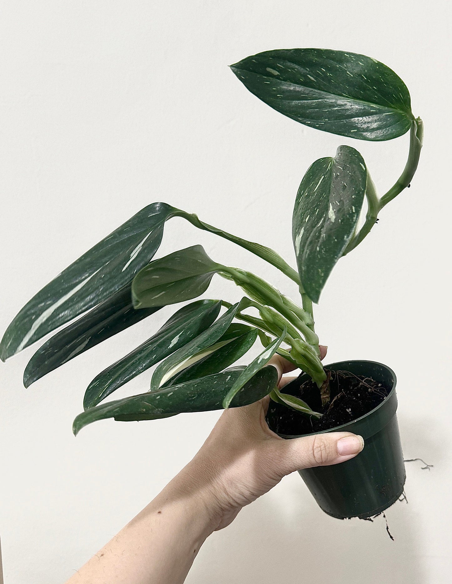 Monstera Standleyana Albo Variegated Plant in 4" Pot - Live Plant - optional decorative pot
