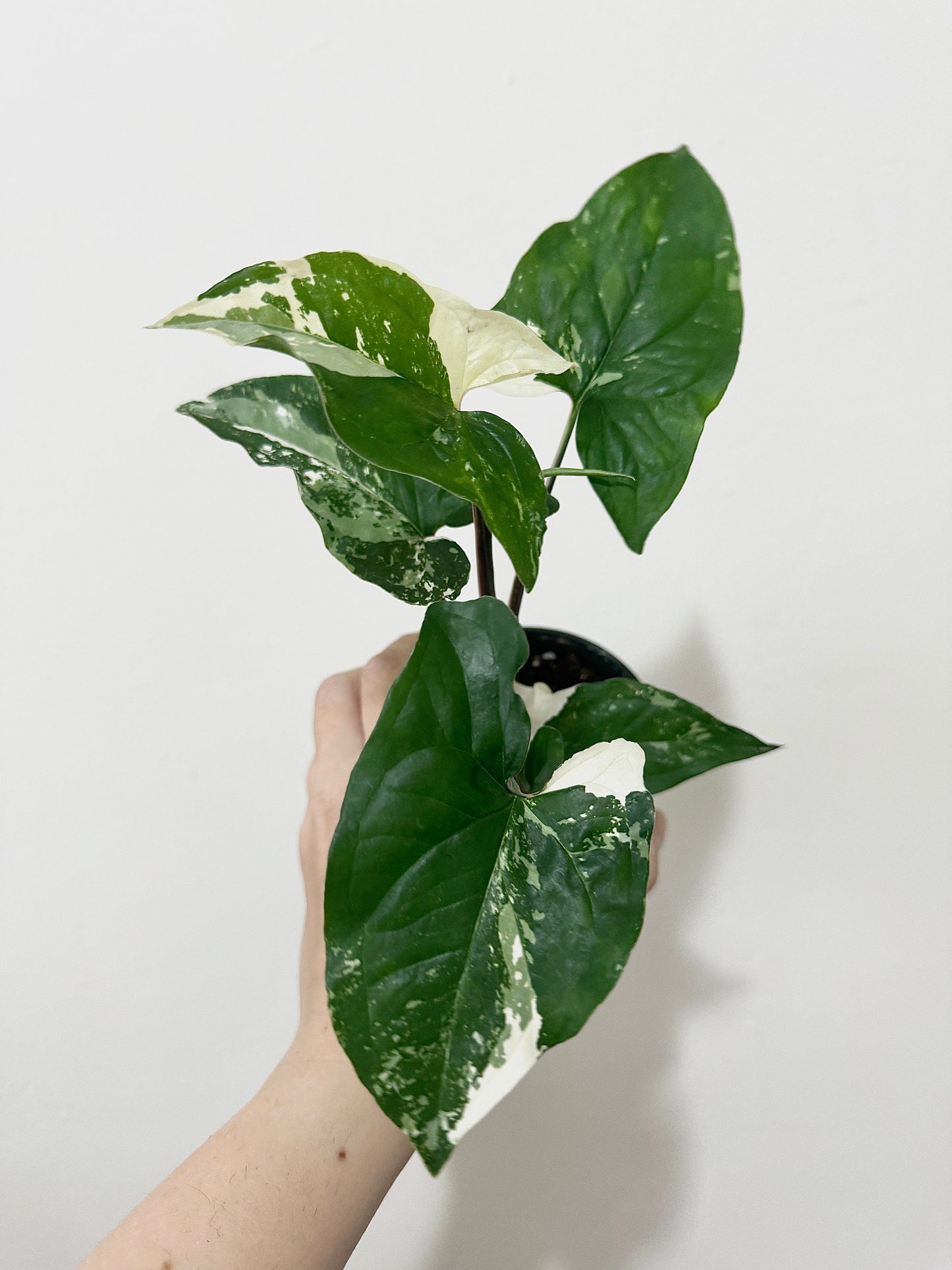 Syngonium Albo Variegata - Live Plant 3 Inch Nursery Pot - Variegated Plant