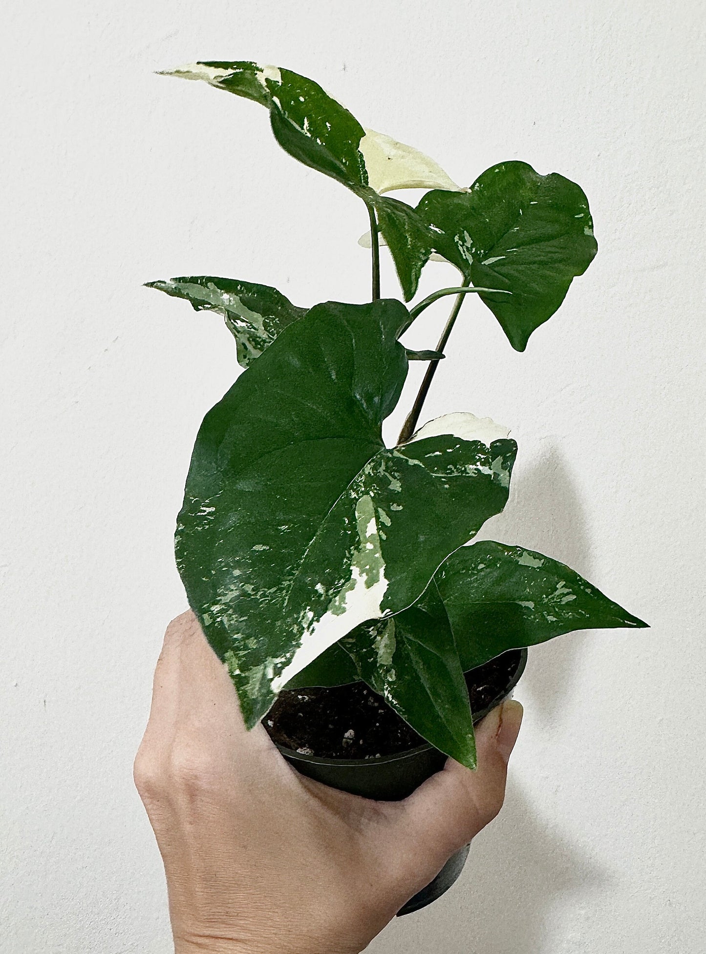 Syngonium Albo Variegata - Live Plant 3 Inch Nursery Pot - Variegated Plant