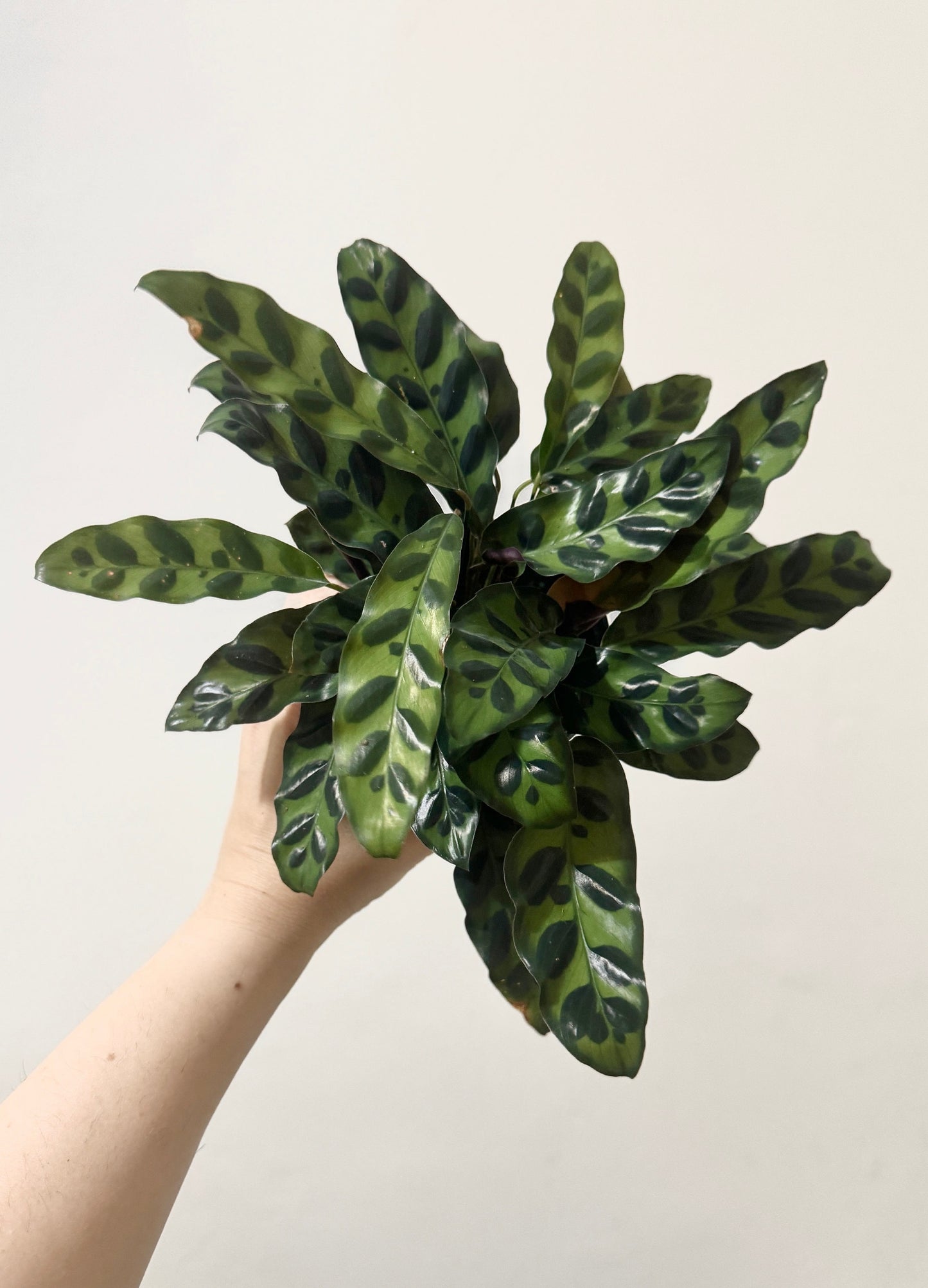 Calathea Lancifolia Rattlesnake Prayer Plant 4" | 6β Pot - Live Indoor Houseplant