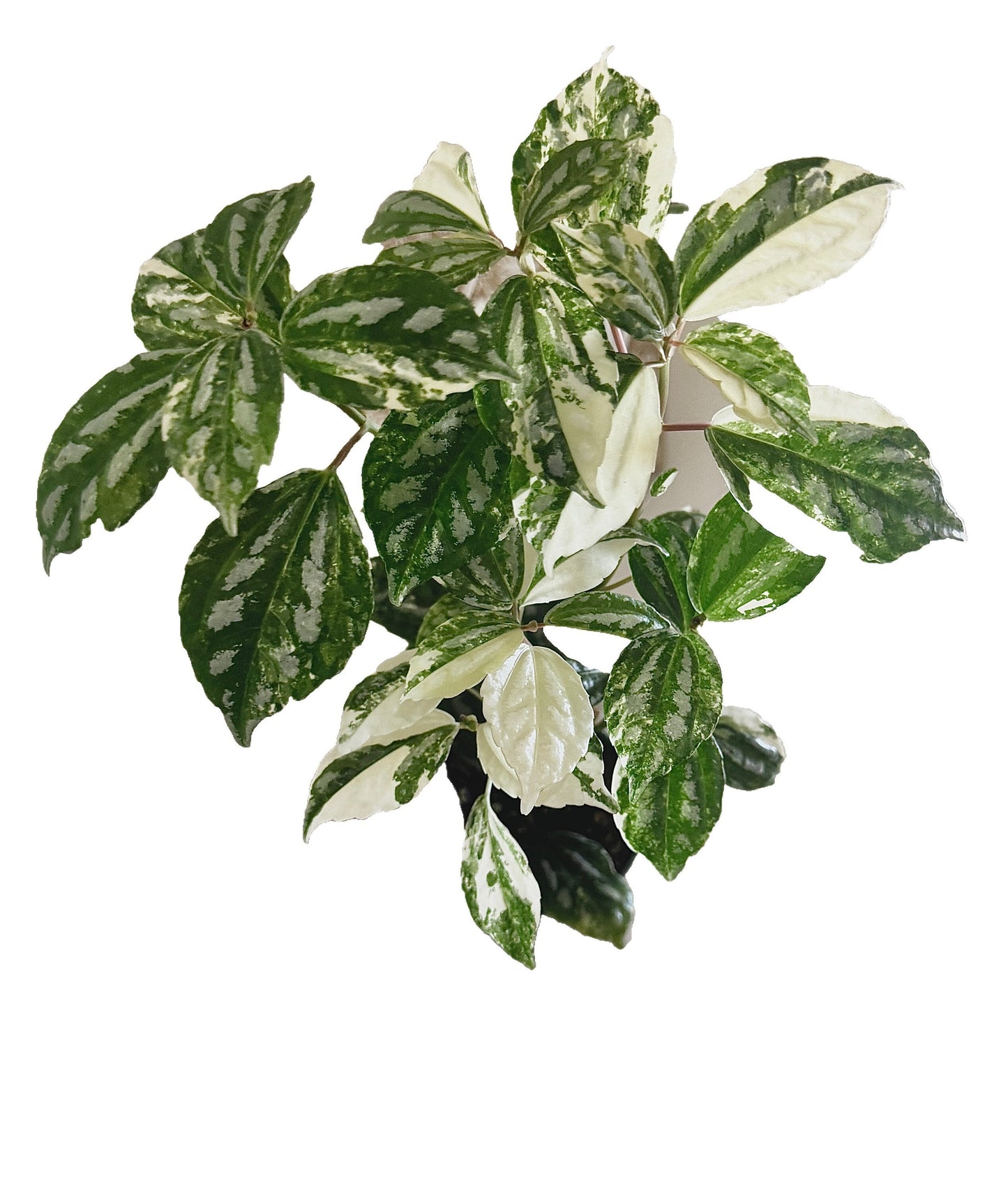 Variegated Albo Pilea Cadierei Plant - 3.5β Nursery Pot