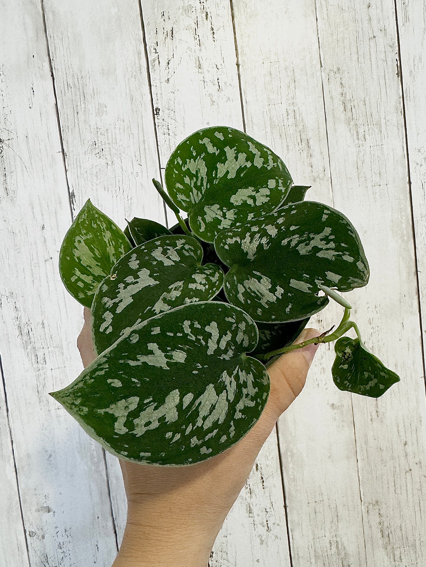 Silver Satin Pothos (Scindapsus pictus) 4β pot - Live Plant