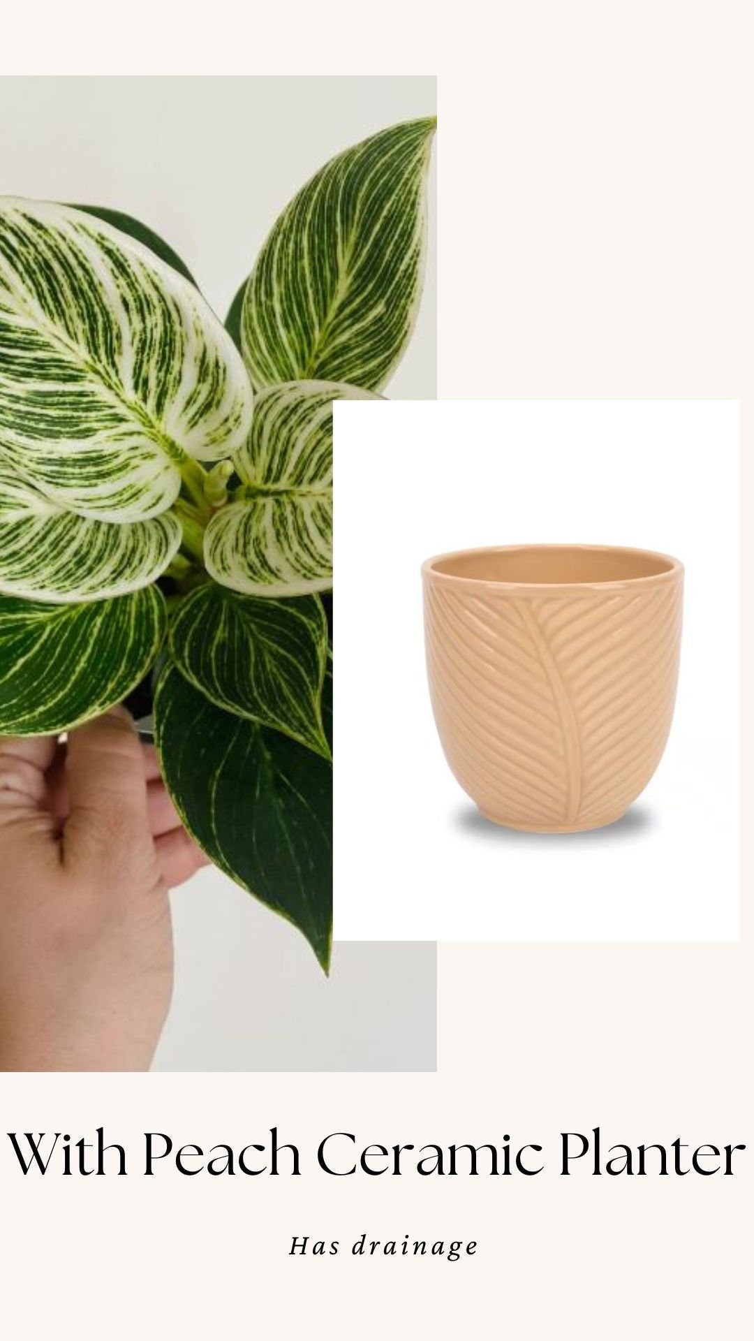 Philodendron Birkin Plant - 4 inch Pot - optional decorative pot