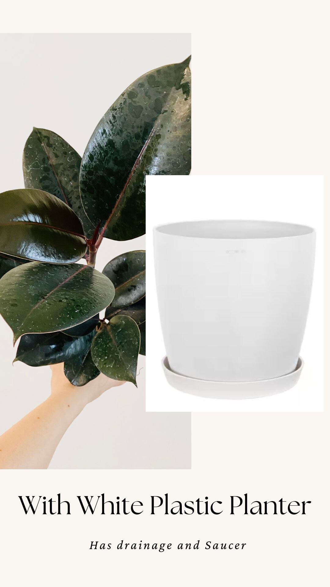 Ficus Elastica Burgundy Rubber Tree Plant - 4", 6”Nursery Pot - Live Plant - optional decorative pot