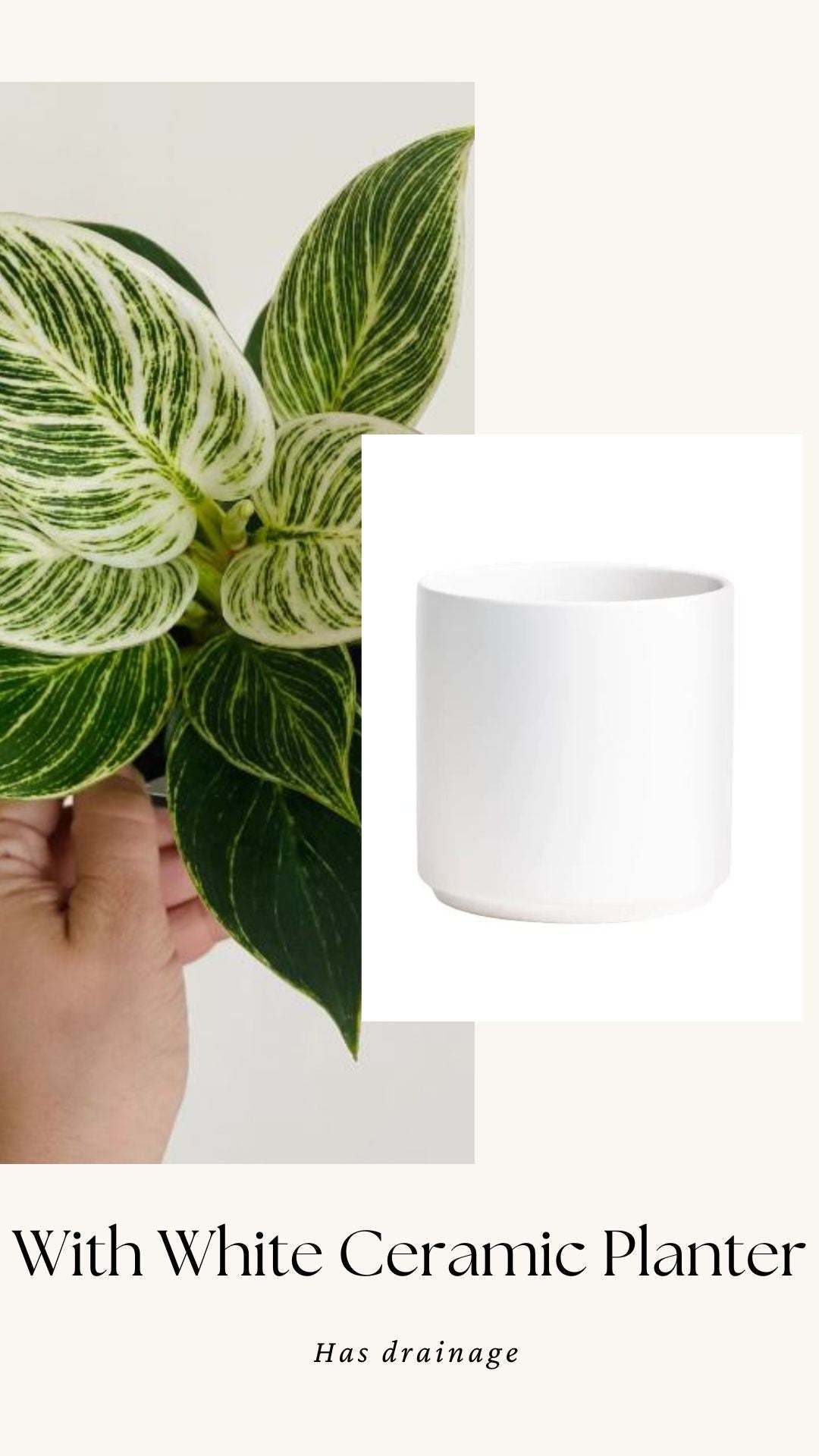 Philodendron Birkin Plant - 4 inch Pot - optional decorative pot
