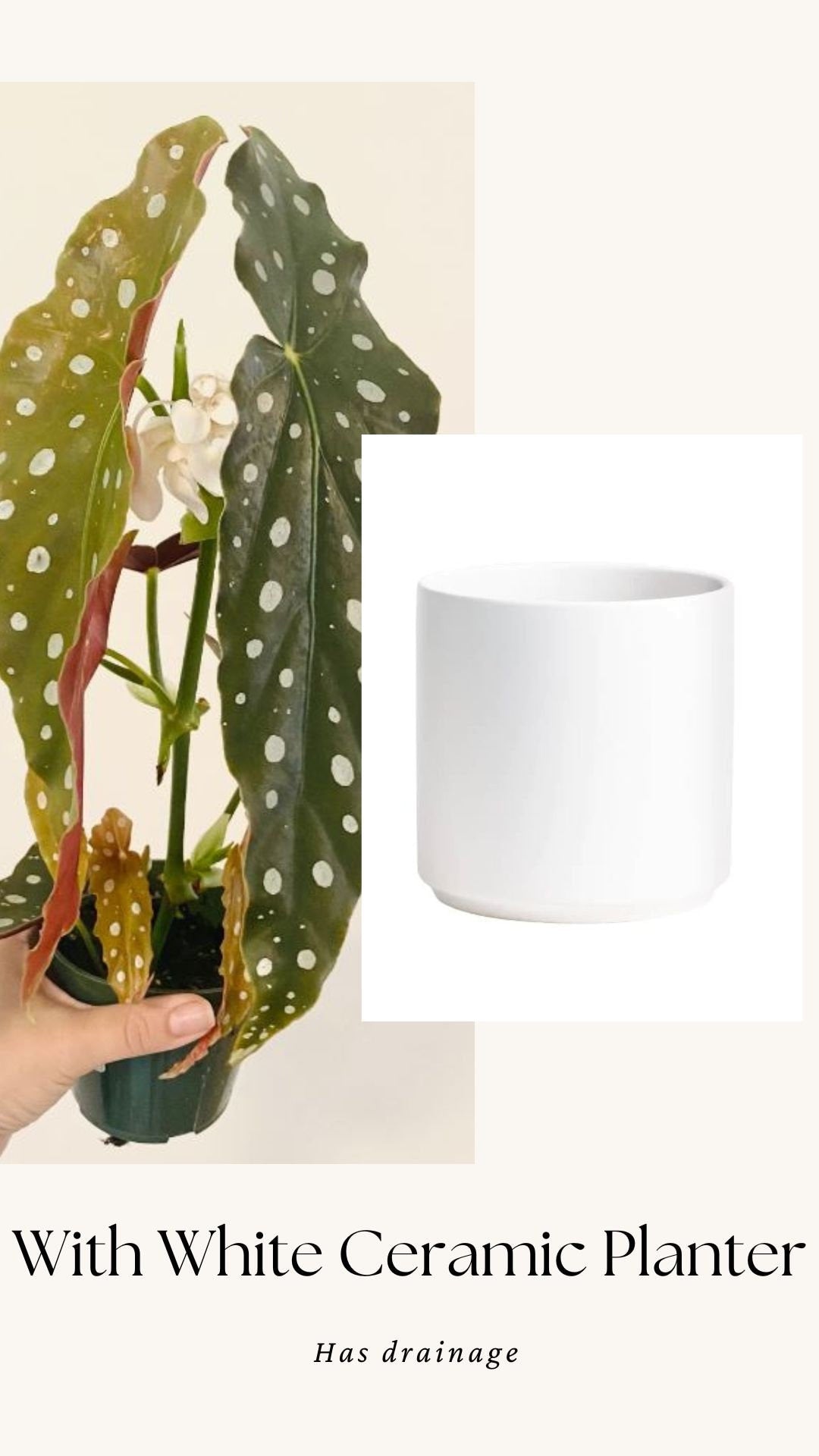 Begonia Maculata Polka Dot Plant - 4β Pot - optional decorative pot