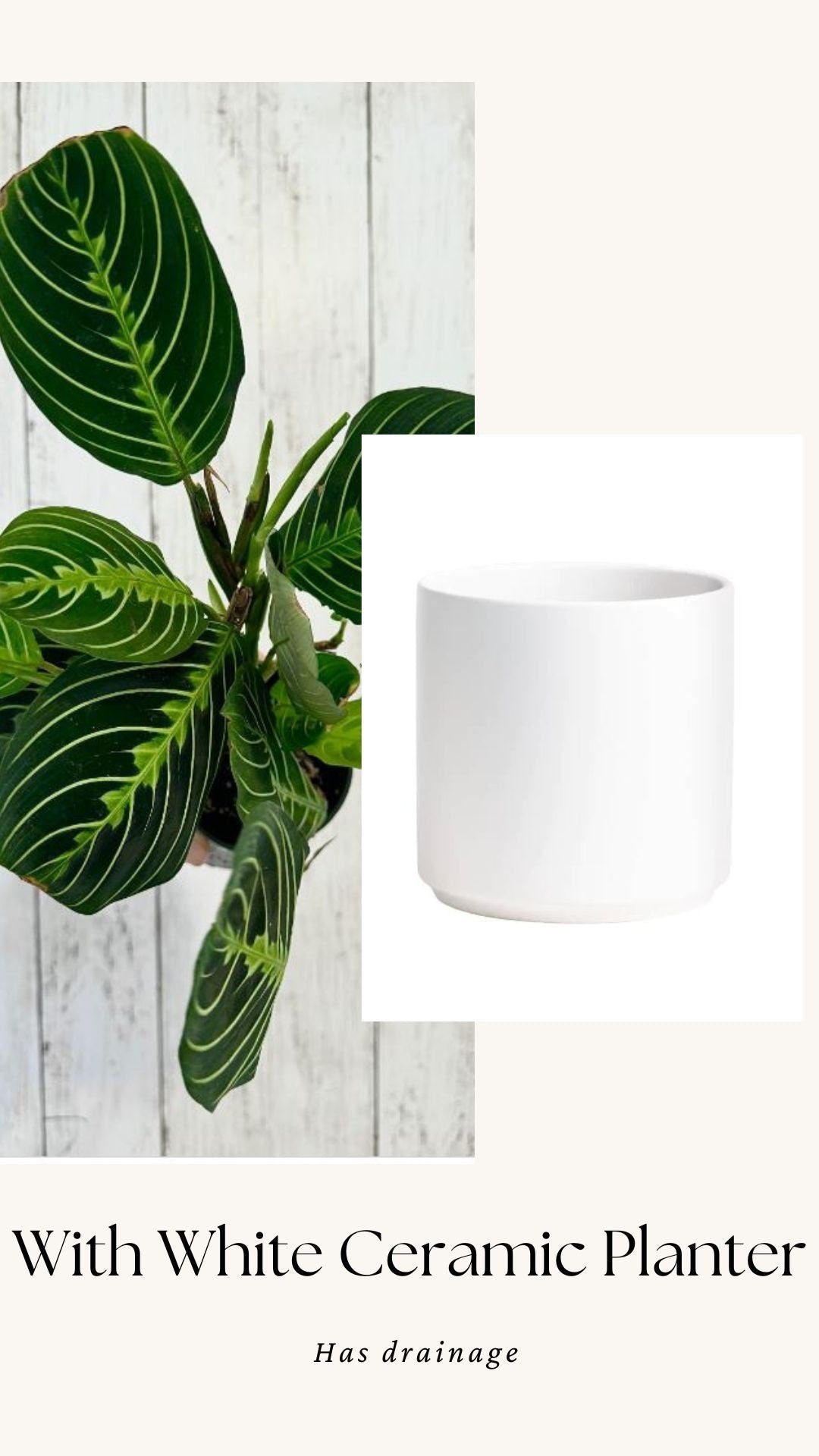 Lemon Lime Prayer Plant - Maranta - Live plant- 4 inch Pot - optional decorative pot