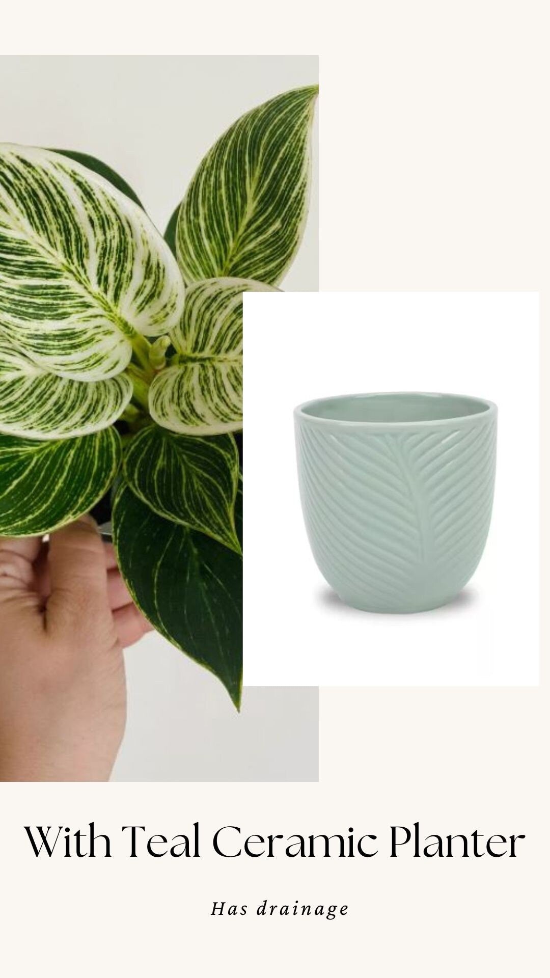 Philodendron Birkin Plant - 4 inch Pot - optional decorative pot
