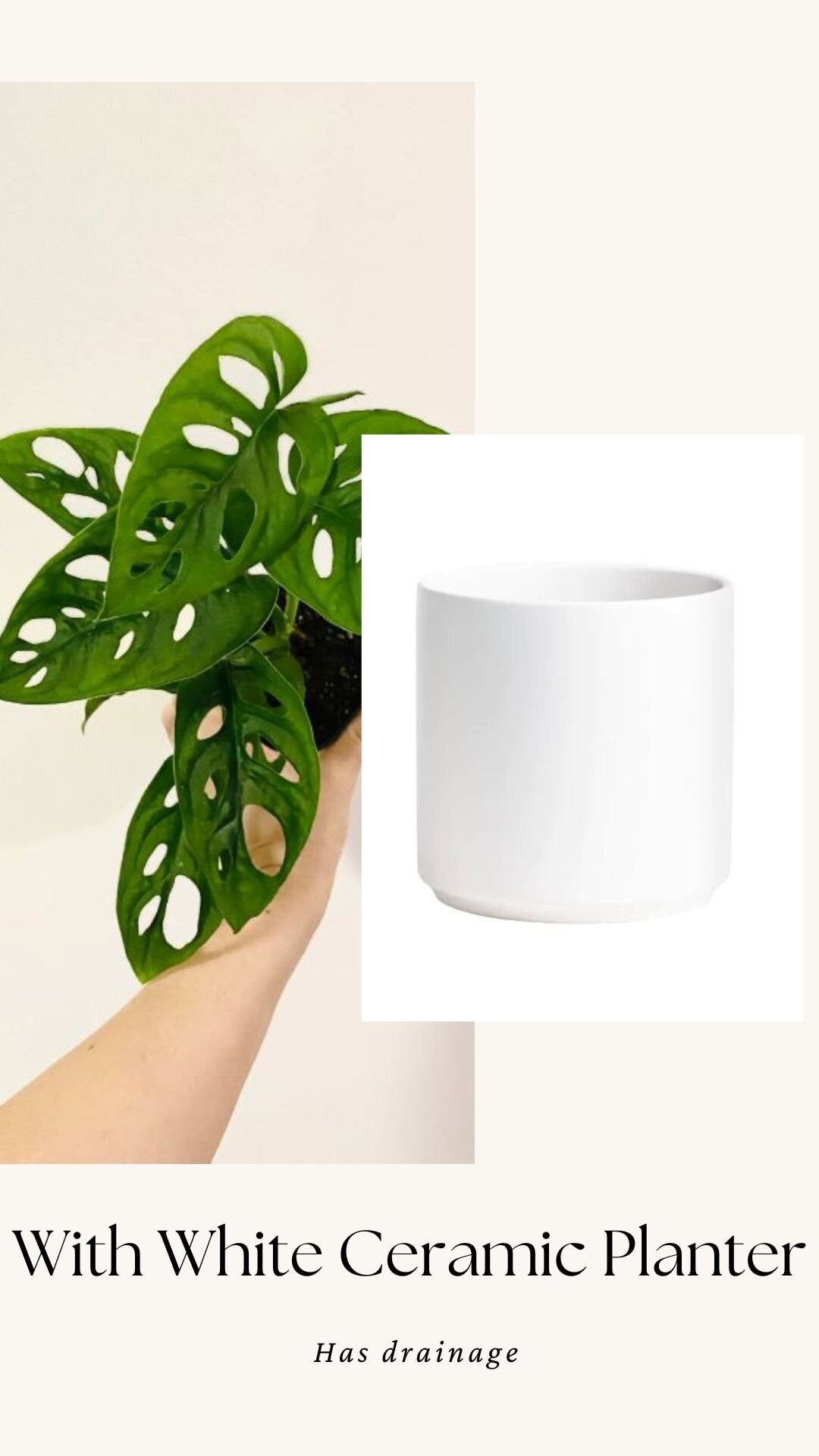 Monstera Adansonii - Swiss Cheese Plant 4 inch | 6 inch Pot - Live Plant - optional decorative pot