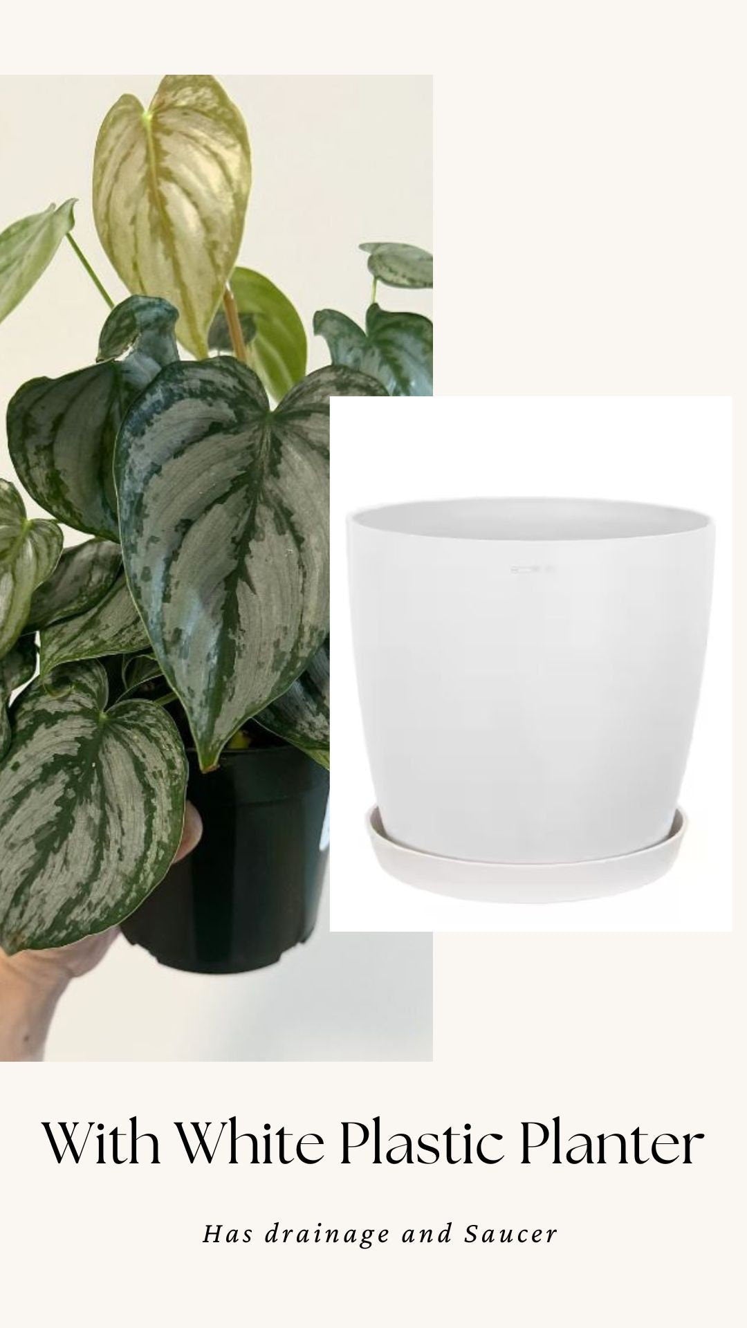 Philodendron Brandi Brandtineum 4 inch pot - Live Plant - optional decorative pot