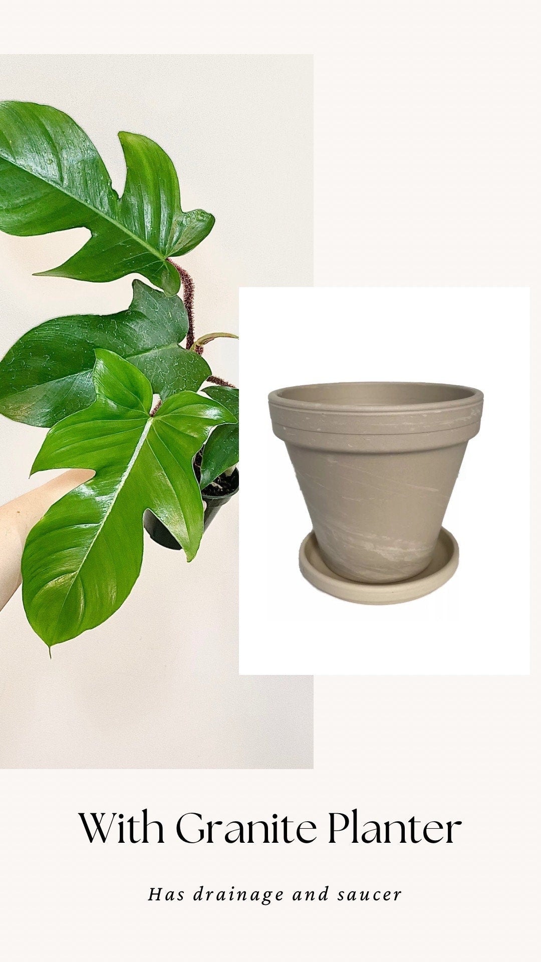 Philodendron Squamiferum Plant - 3.5 Pot - Live Plant - optional decorative pot
