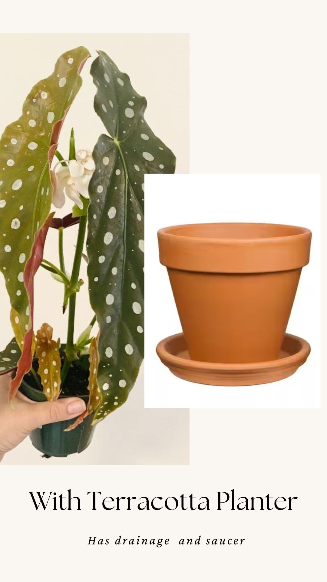 Begonia Maculata Polka Dot Plant - 4β Pot - optional decorative pot
