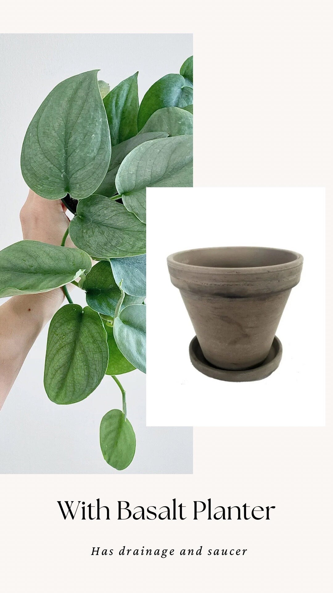 Scindapsus Silver Hero Plant - 4 inch Pot - Live Plant - optional decorative pot