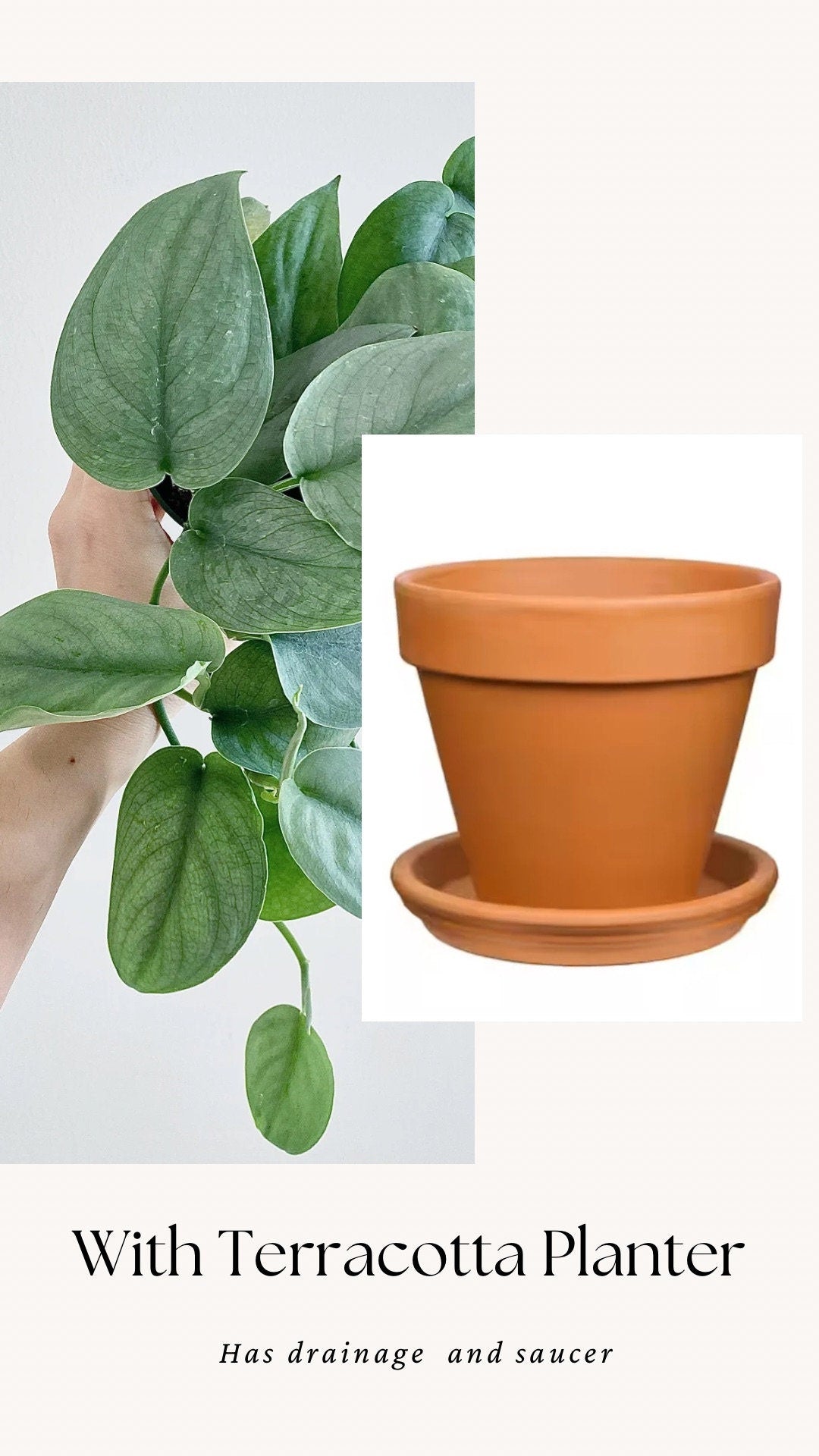 Scindapsus Silver Hero Plant - 4 inch Pot - Live Plant - optional decorative pot
