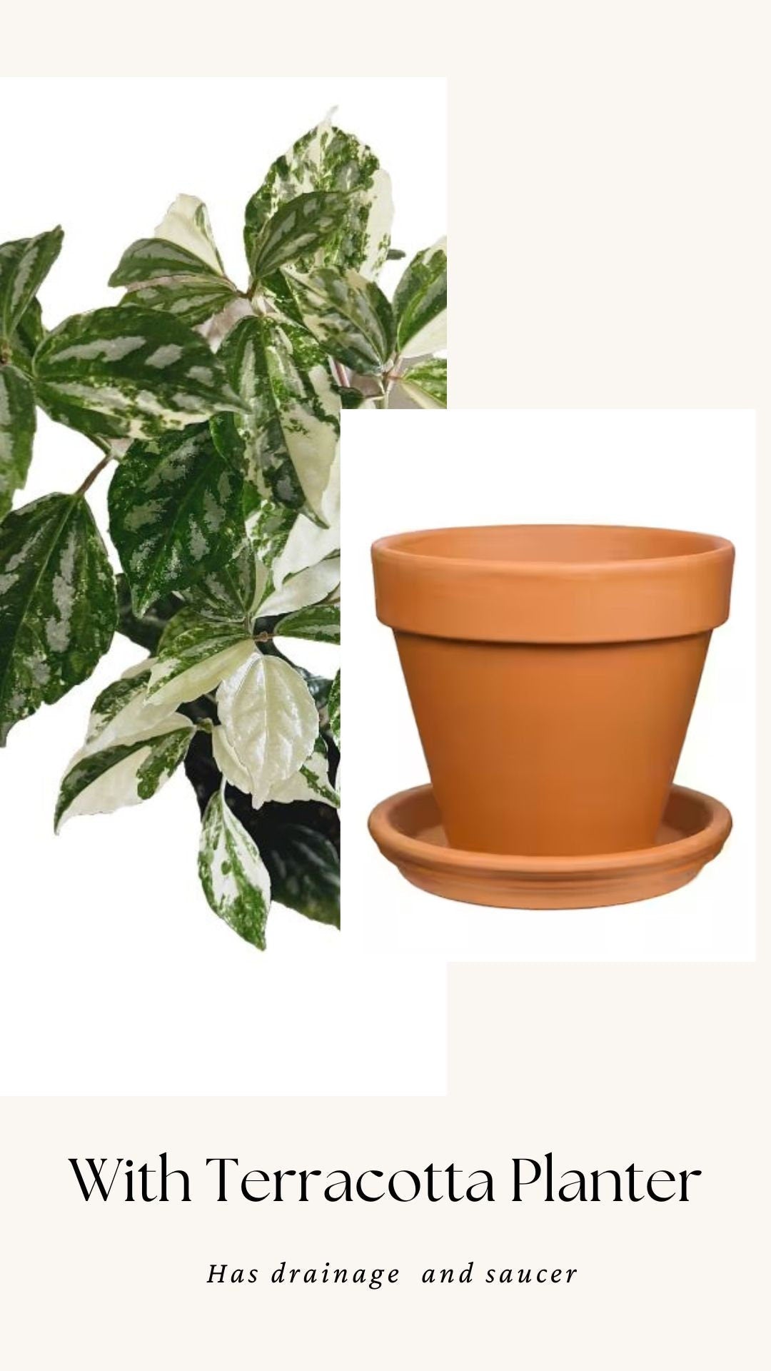 Variegated Albo Pilea Cadierei Plant - 3.5β Nursery Pot