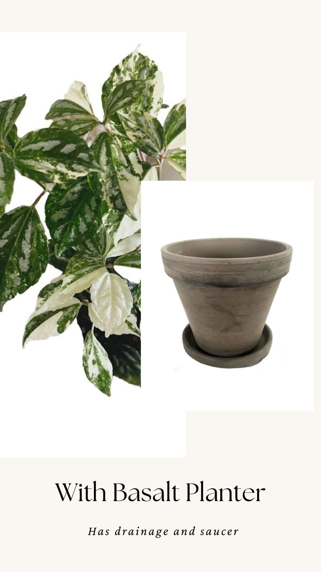 Variegated Albo Pilea Cadierei Plant - 3.5β Nursery Pot