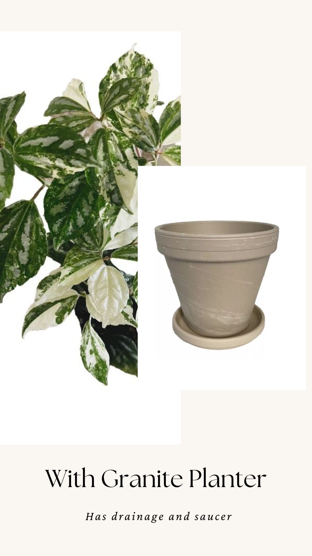 Variegated Albo Pilea Cadierei Plant - 3.5β Nursery Pot