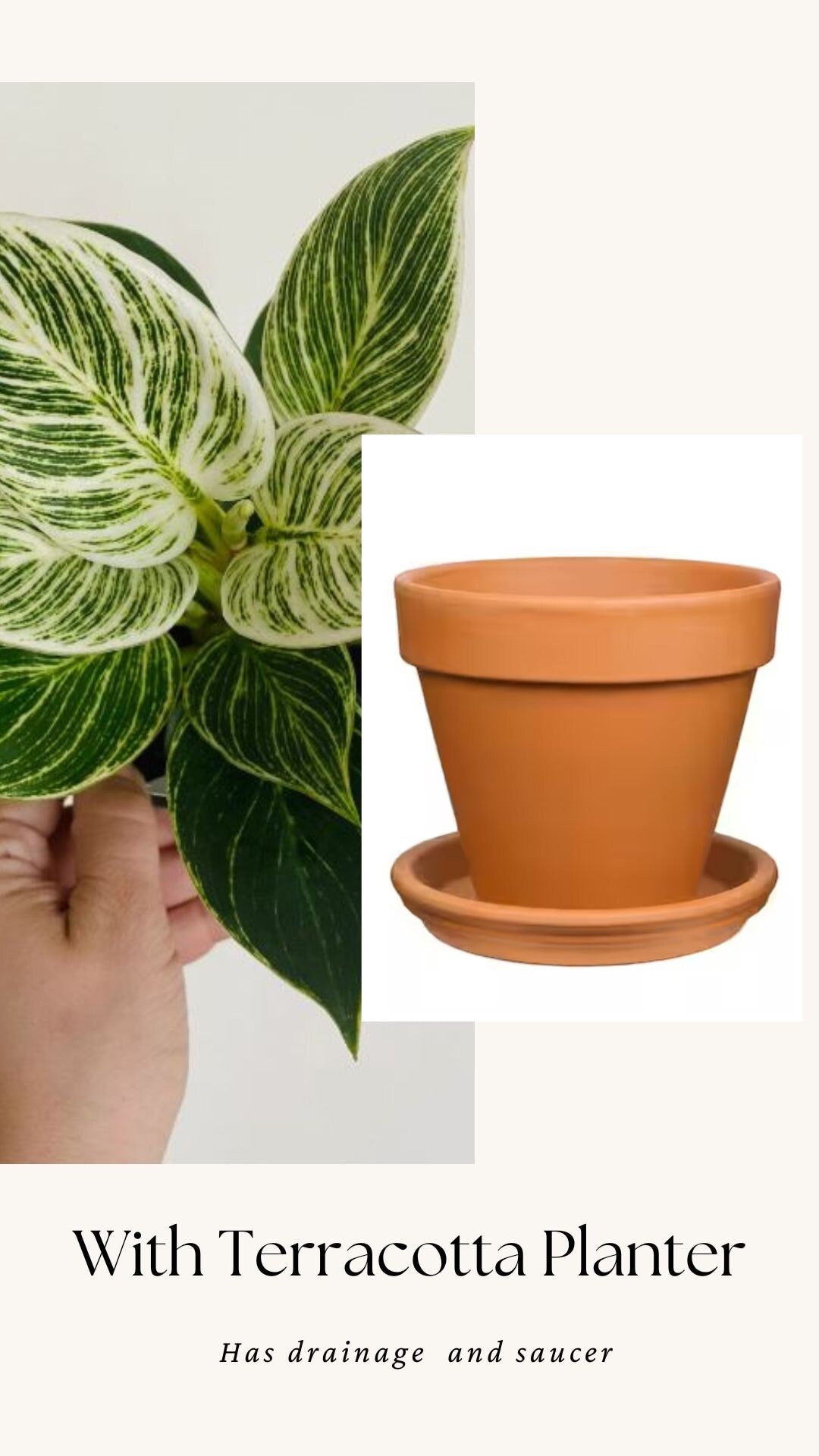 Philodendron Birkin Plant - 4 inch Pot - optional decorative pot